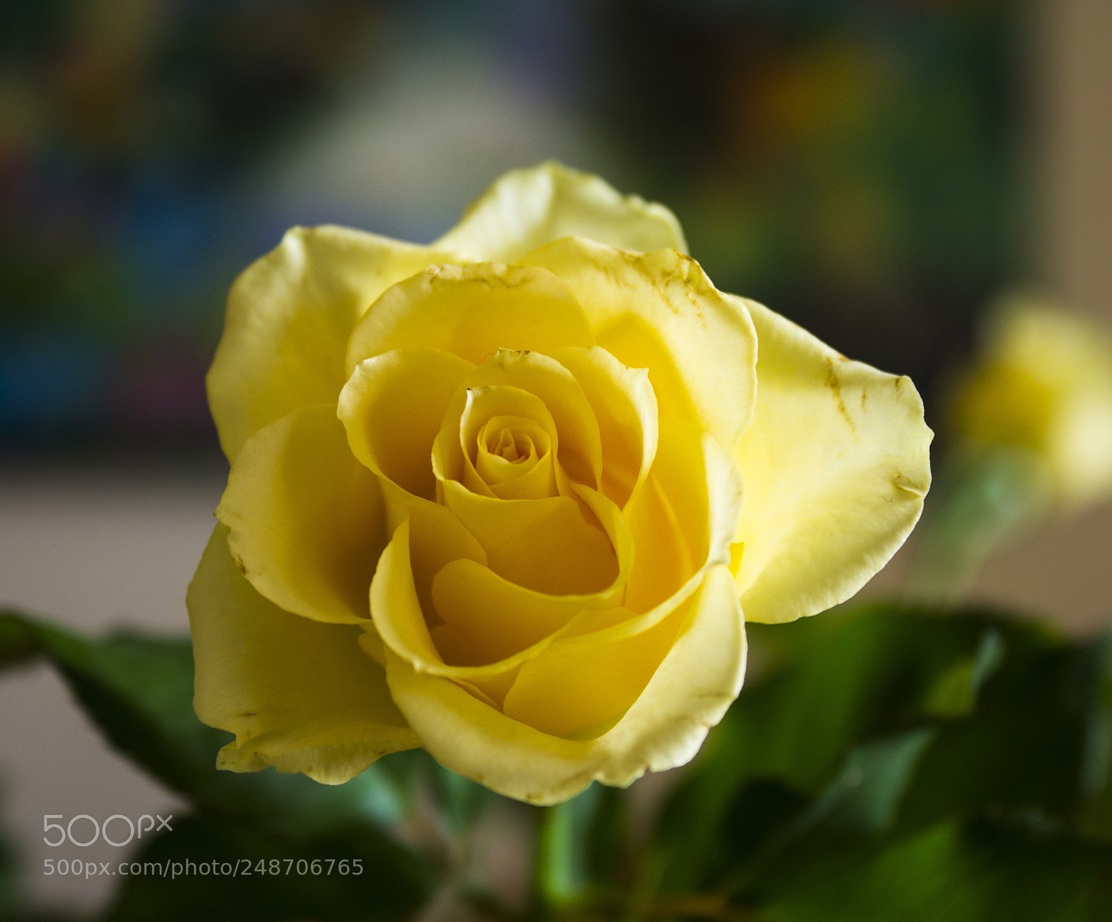 Canon EOS 1100D (EOS Rebel T3 / EOS Kiss X50) sample photo. Rose photography