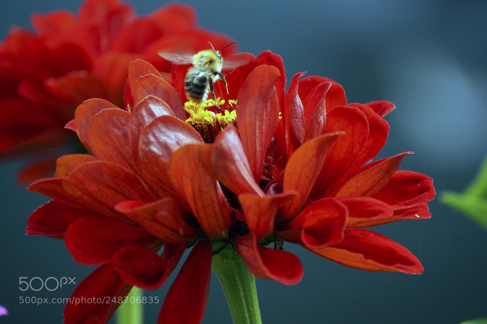 Sony SLT-A58 sample photo. шмель photography