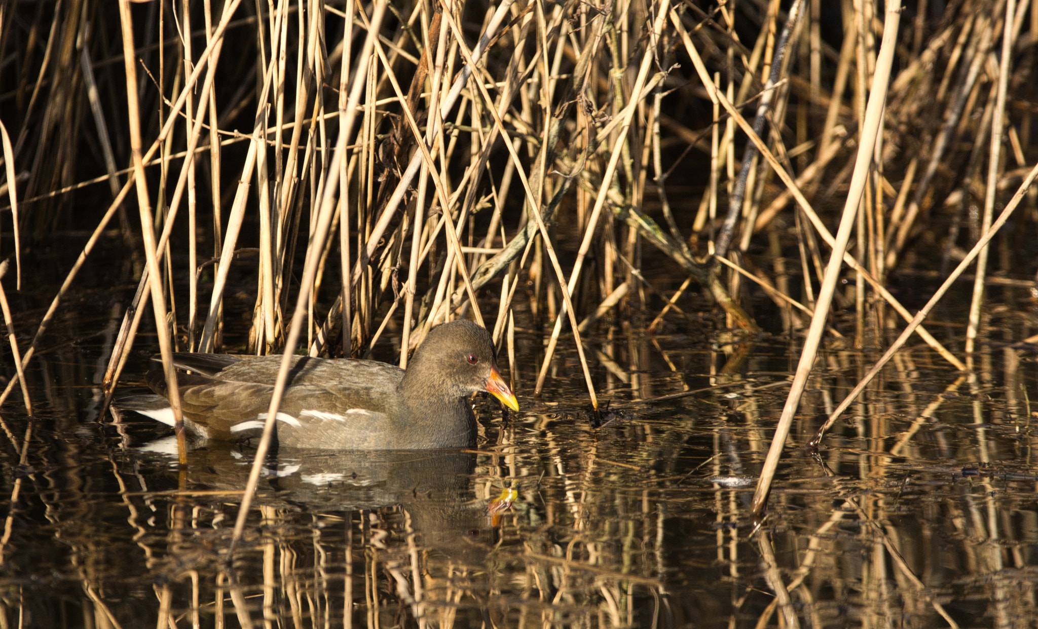Nikon D7100 + Sigma 150-600mm F5-6.3 DG OS HSM | C sample photo. Female coot reflections photography