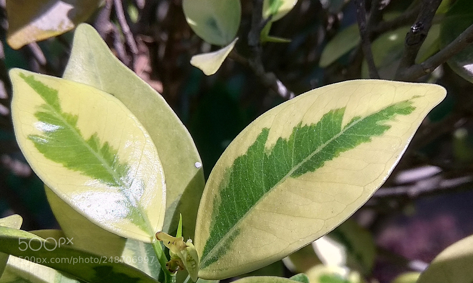Xiaomi Redmi Note 4 sample photo. Leaf photography