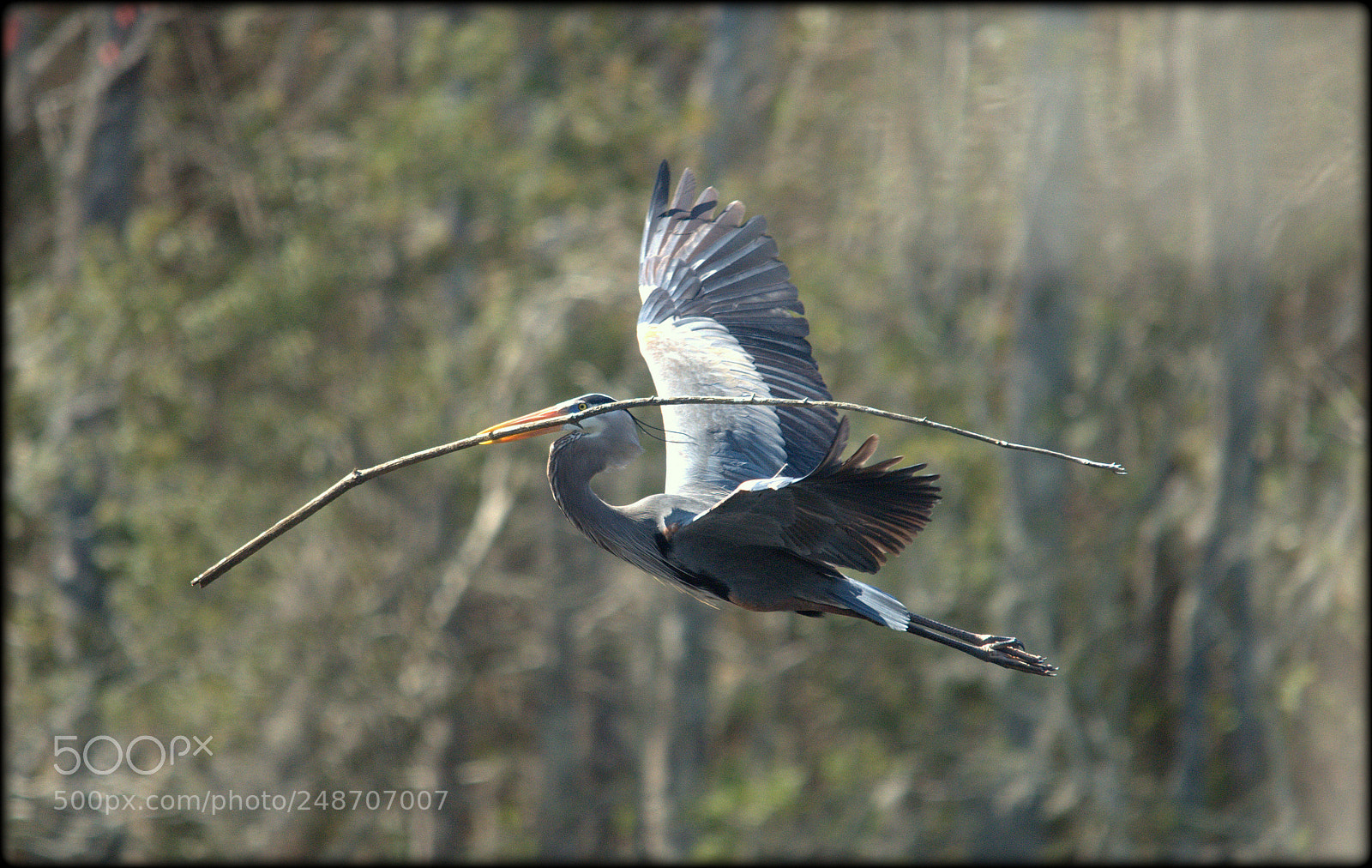 Nikon D300 sample photo. Bigger stick photography