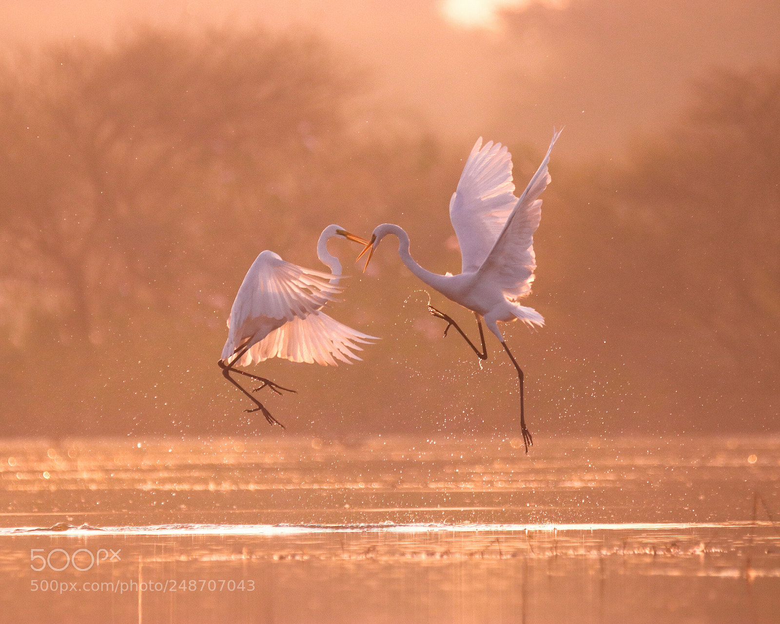 Canon EOS 77D (EOS 9000D / EOS 770D) sample photo. Great egret fight photography