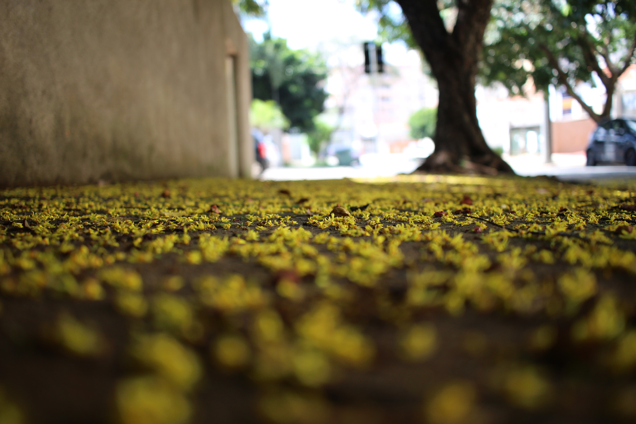 Canon EF-S 24mm F2.8 STM sample photo. Yellow carpet photography