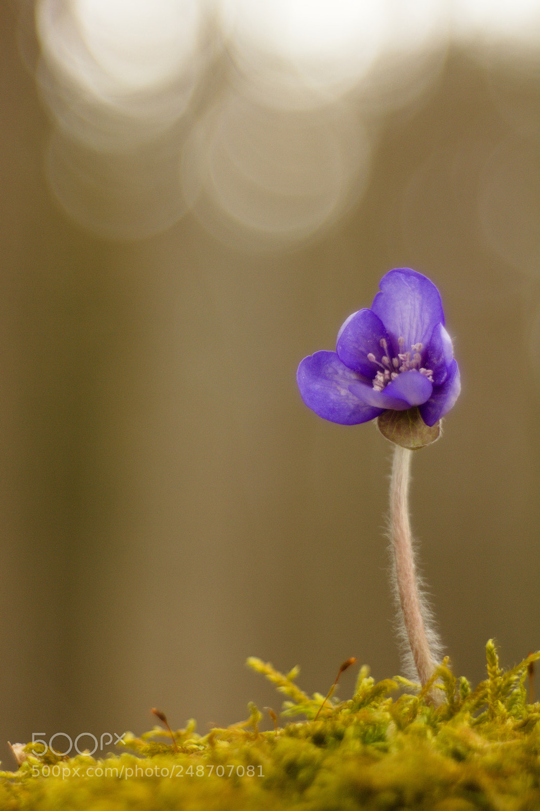 Canon EOS 550D (EOS Rebel T2i / EOS Kiss X4) sample photo. Spring income ? photography