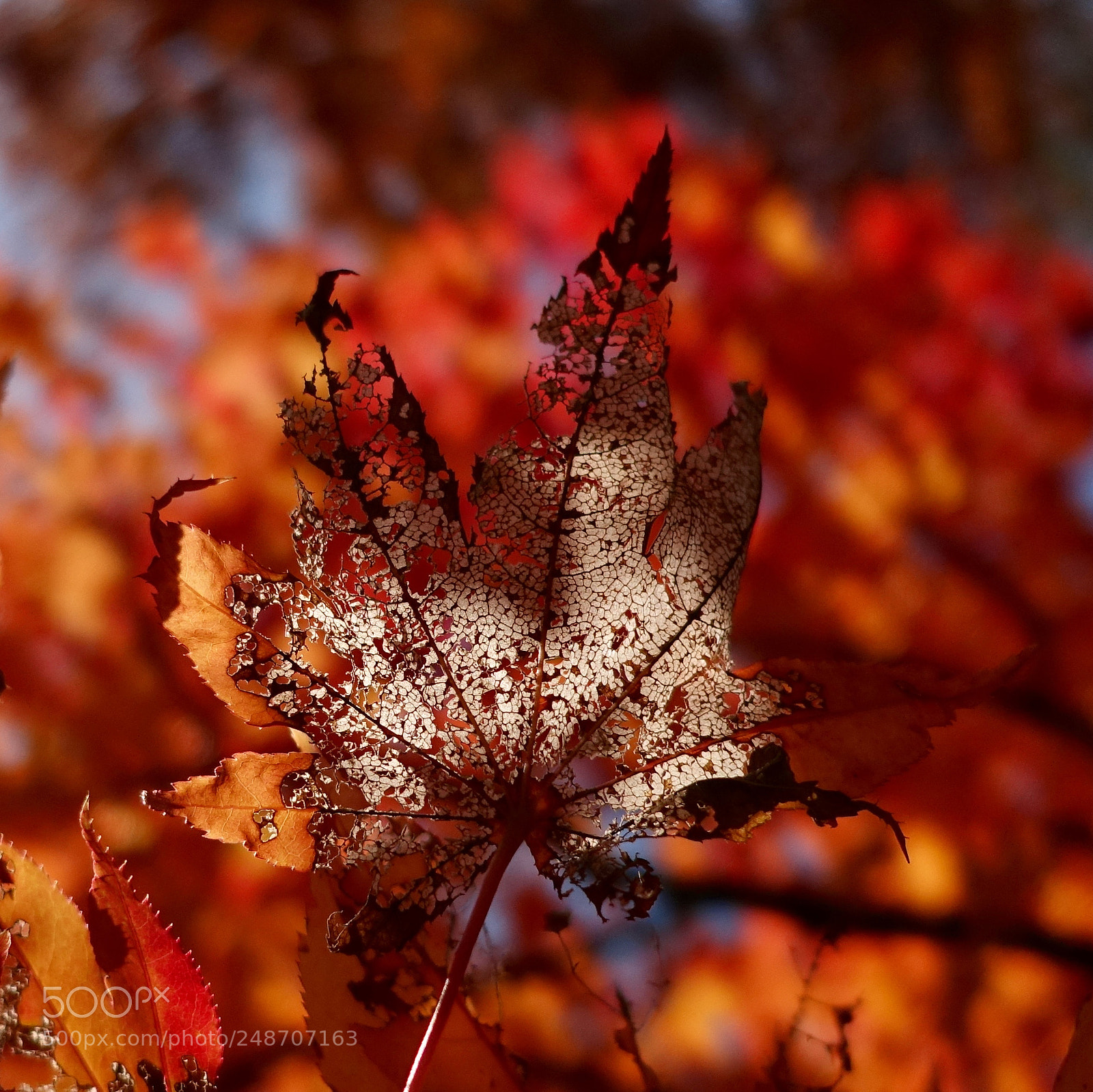 Sony Cyber-shot DSC-RX100 IV sample photo. Burning autumn leaf photography