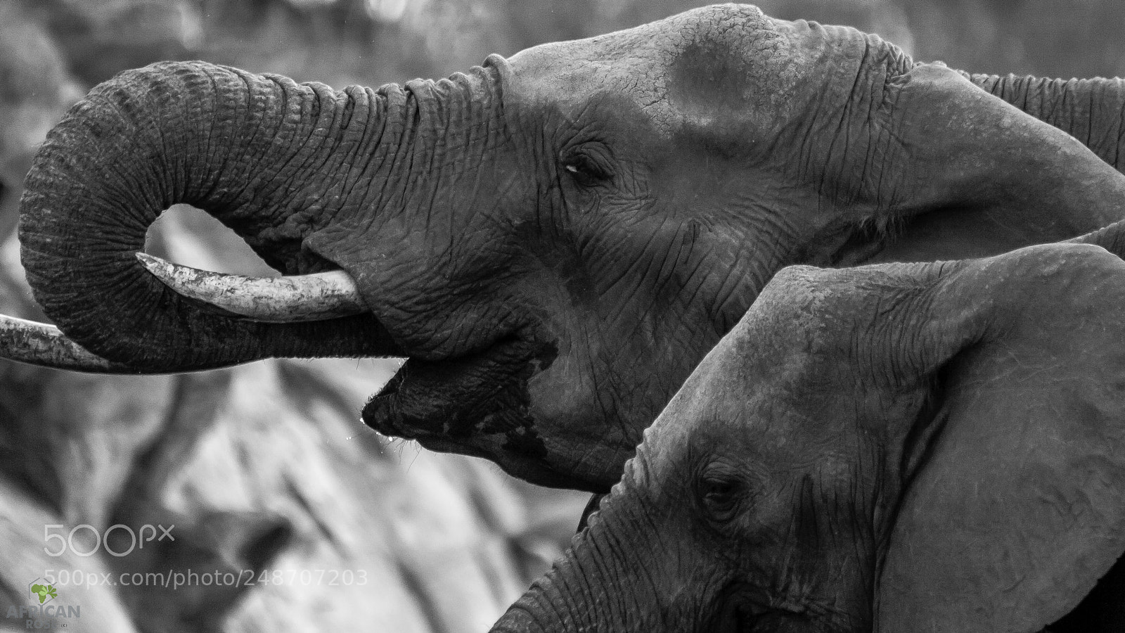 Canon EOS 400D (EOS Digital Rebel XTi / EOS Kiss Digital X) sample photo. Elephant portrait photography