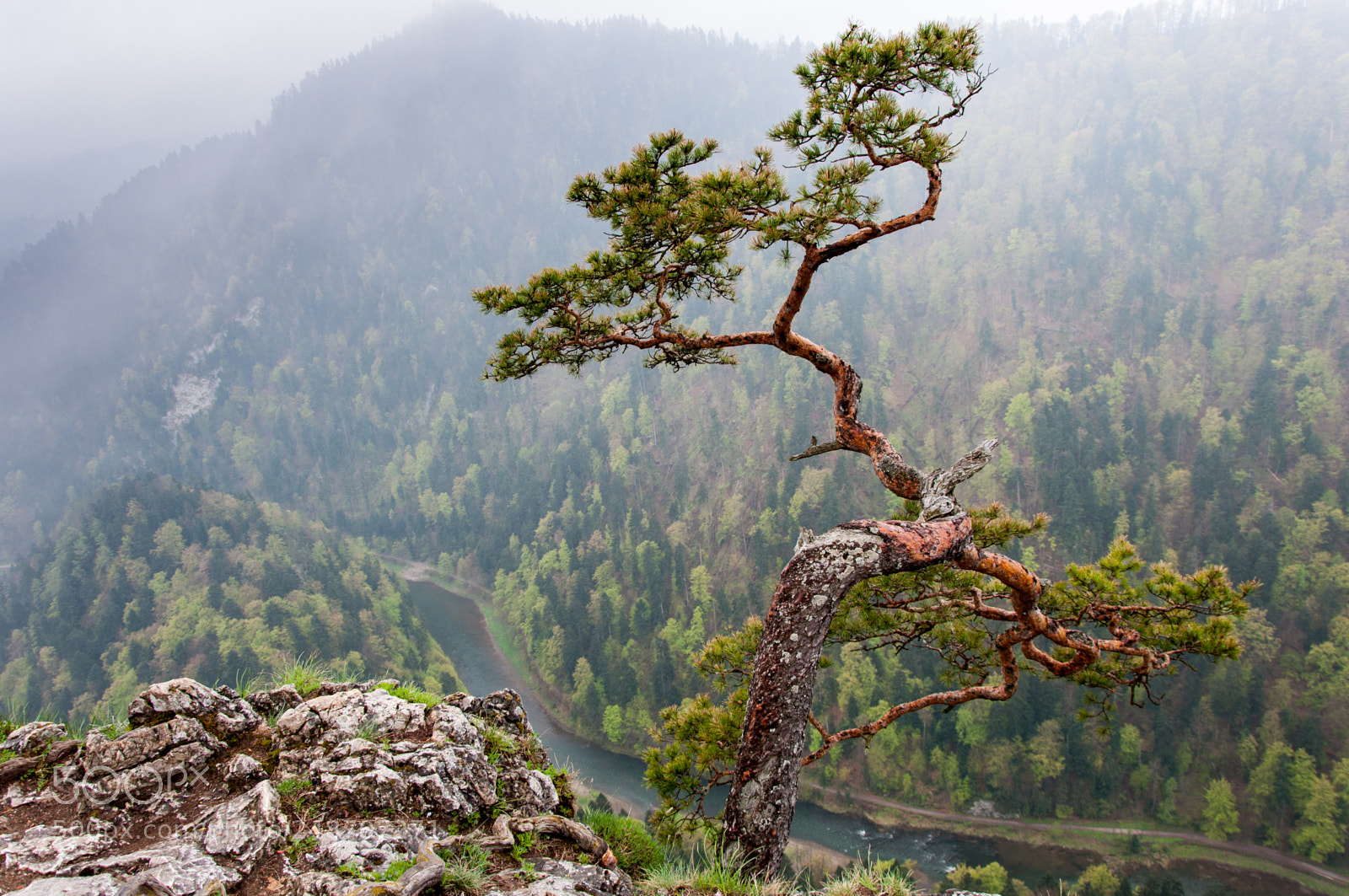 Nikon D90 sample photo. Sokolica pine again photography
