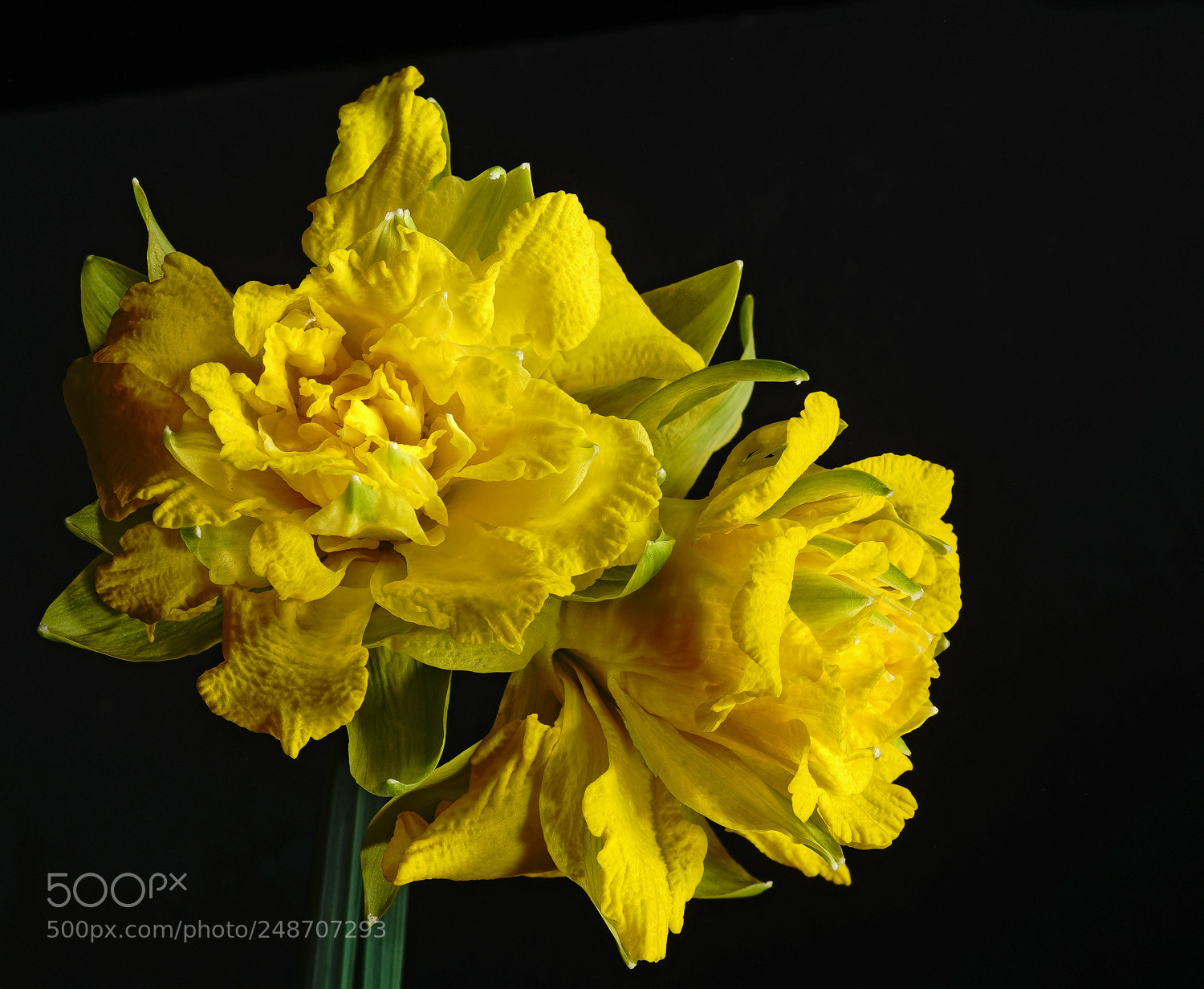 Sony a7R II sample photo. Old fashioned daff photography