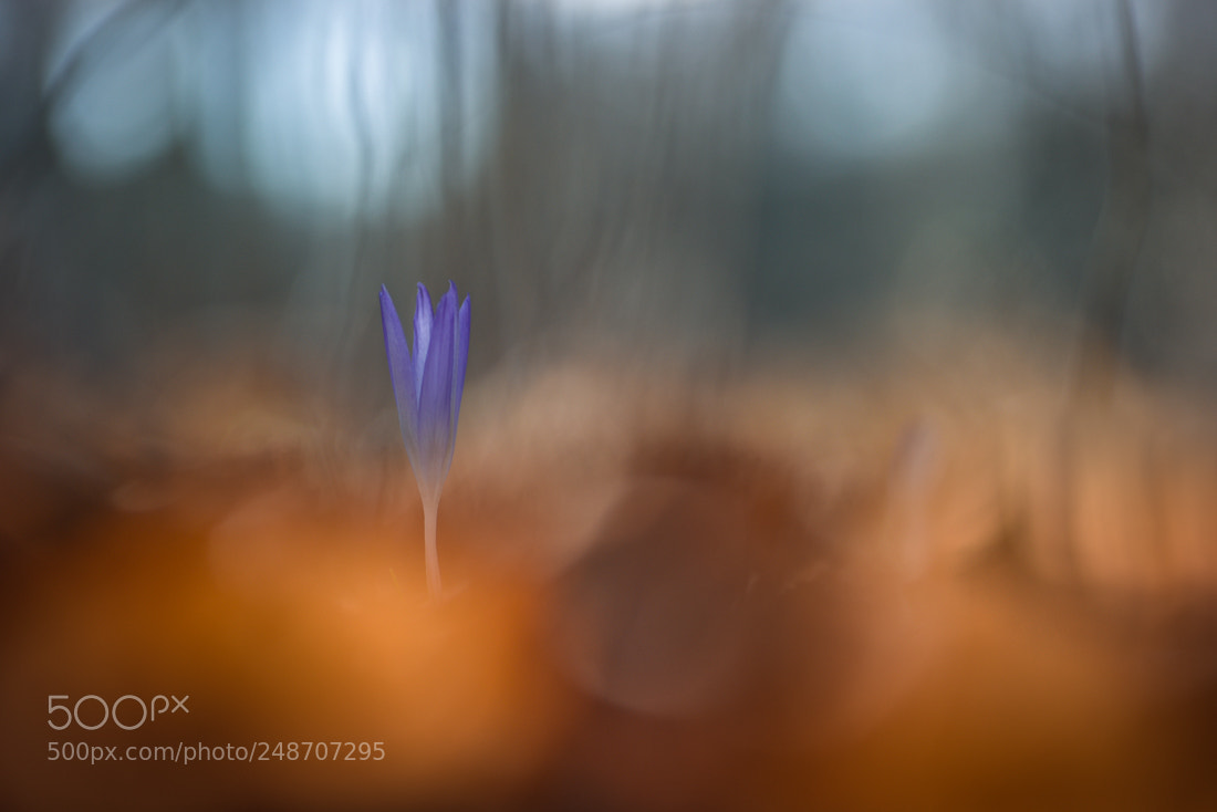 Nikon D810 sample photo. Spring is on fire photography