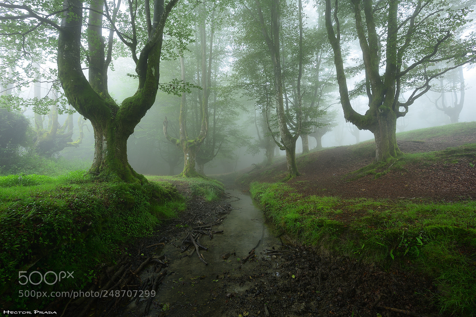 Nikon D610 sample photo. The world of dreams photography