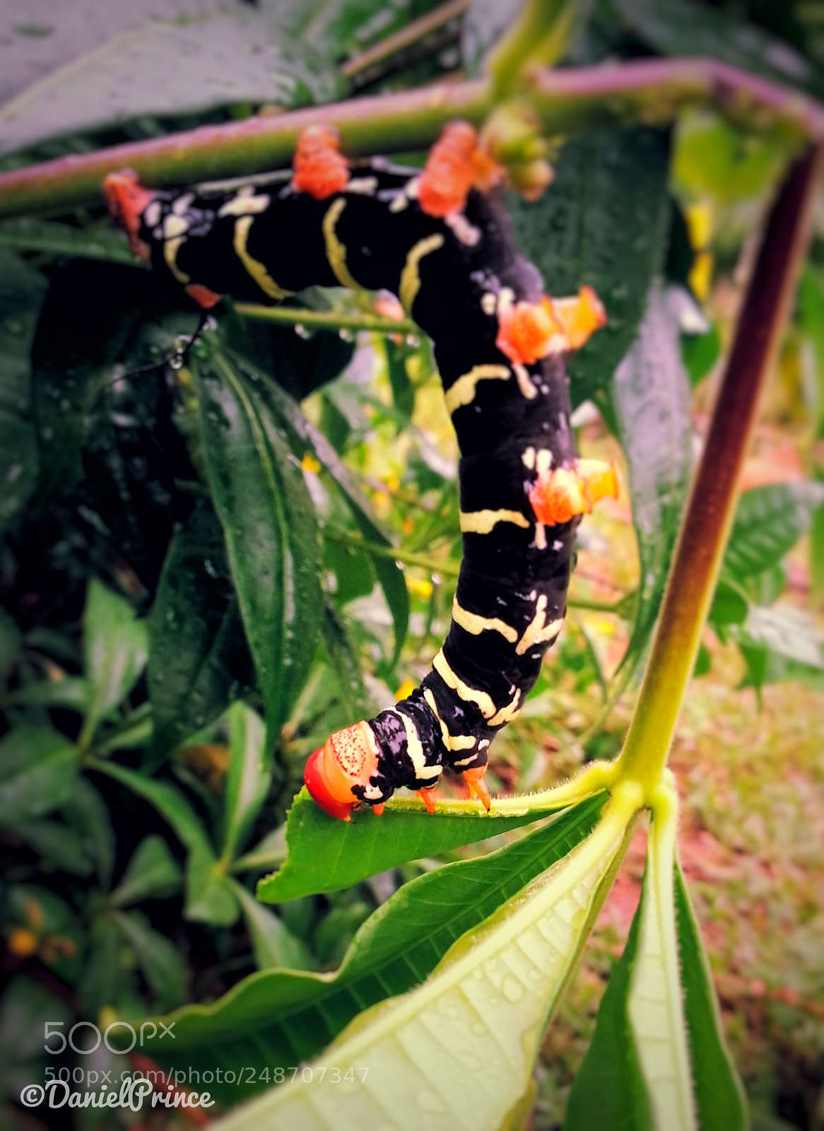 Samsung Galaxy Note2 sample photo. /_little one_\ photography
