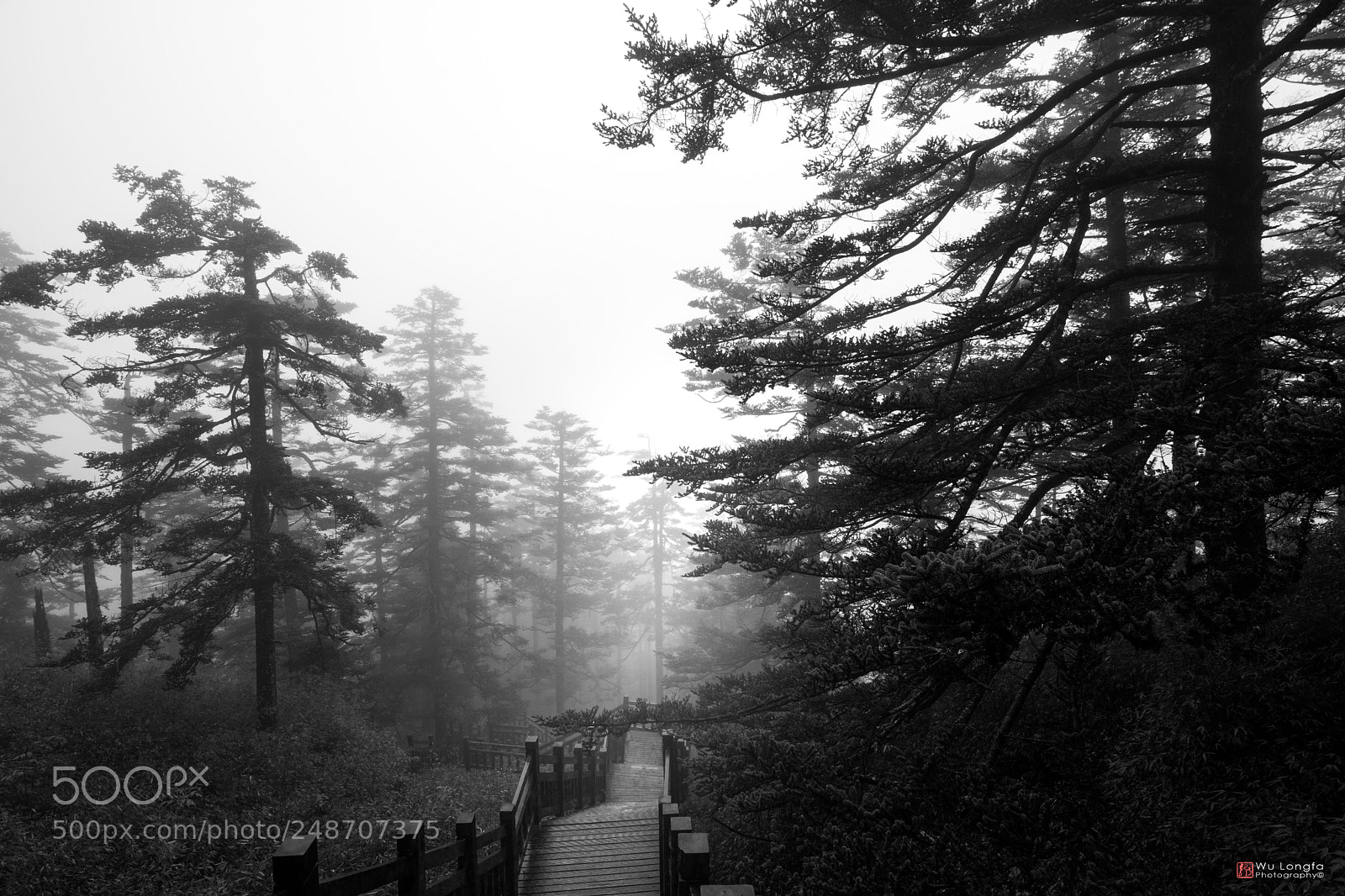 Sony a7 II sample photo. Mist photography