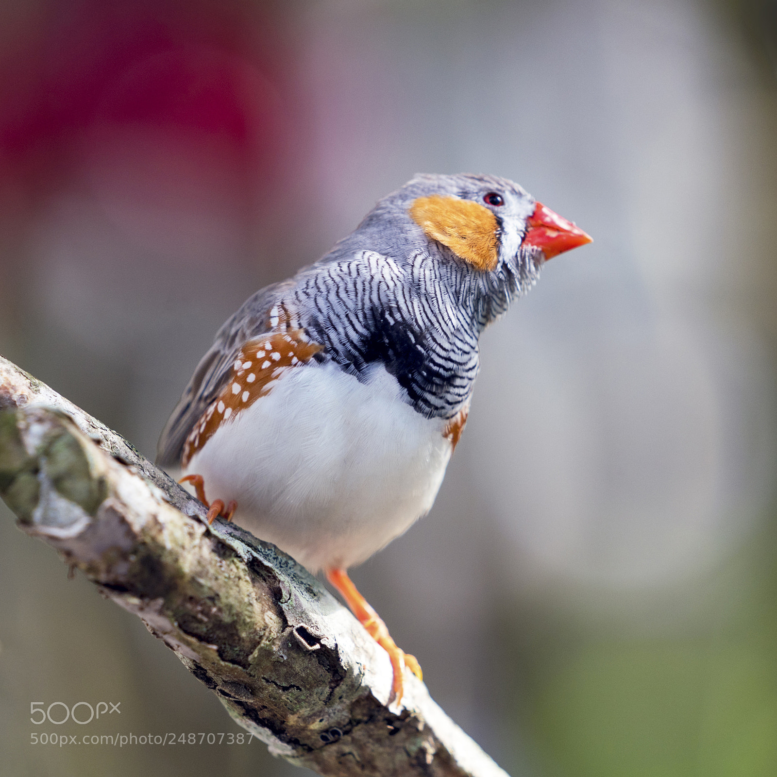 Sony a7R III sample photo. Red beaked song bird photography
