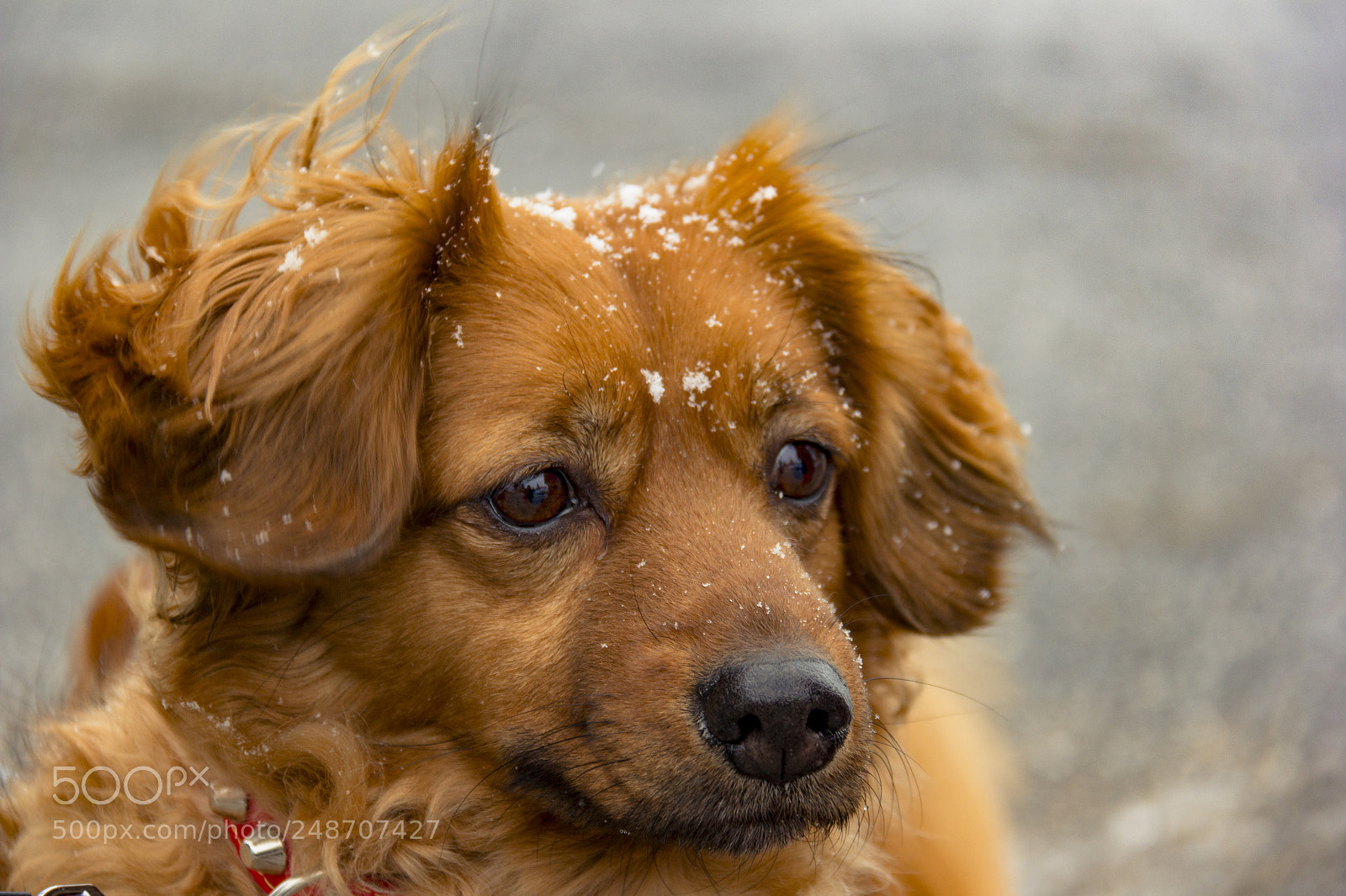 Canon EOS 60D sample photo. Arya and snow photography