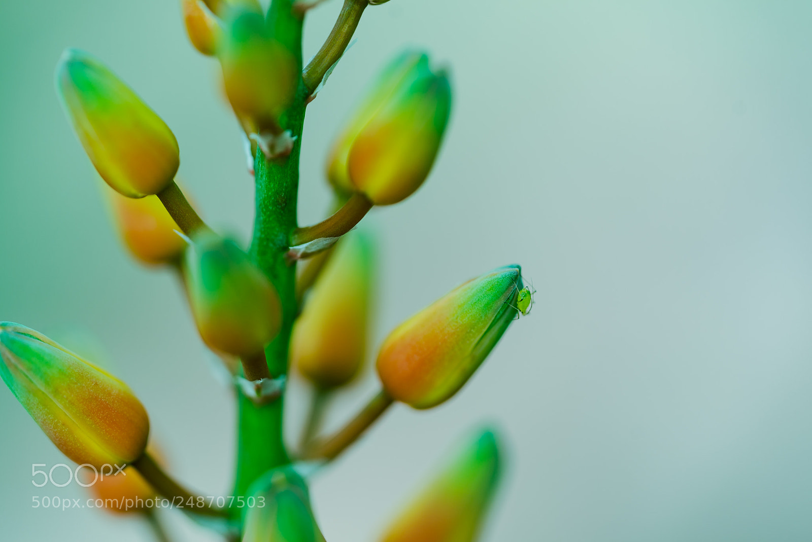 Sony a7S sample photo. You should be happy photography