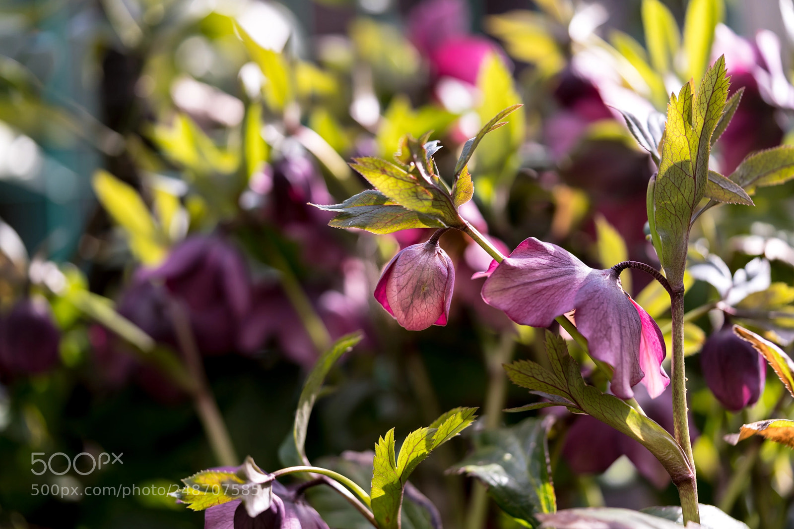 Sony a7R III sample photo. Christmas rose is in photography