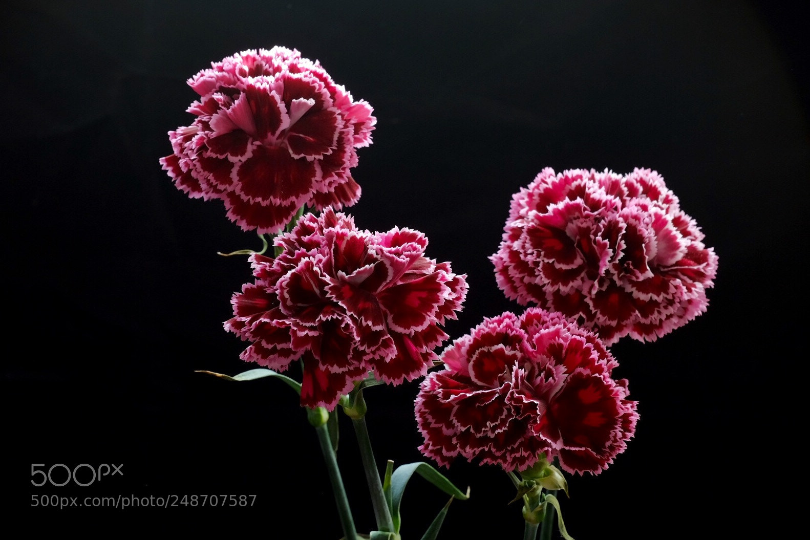 Fujifilm X-E2 sample photo. Carnation photography