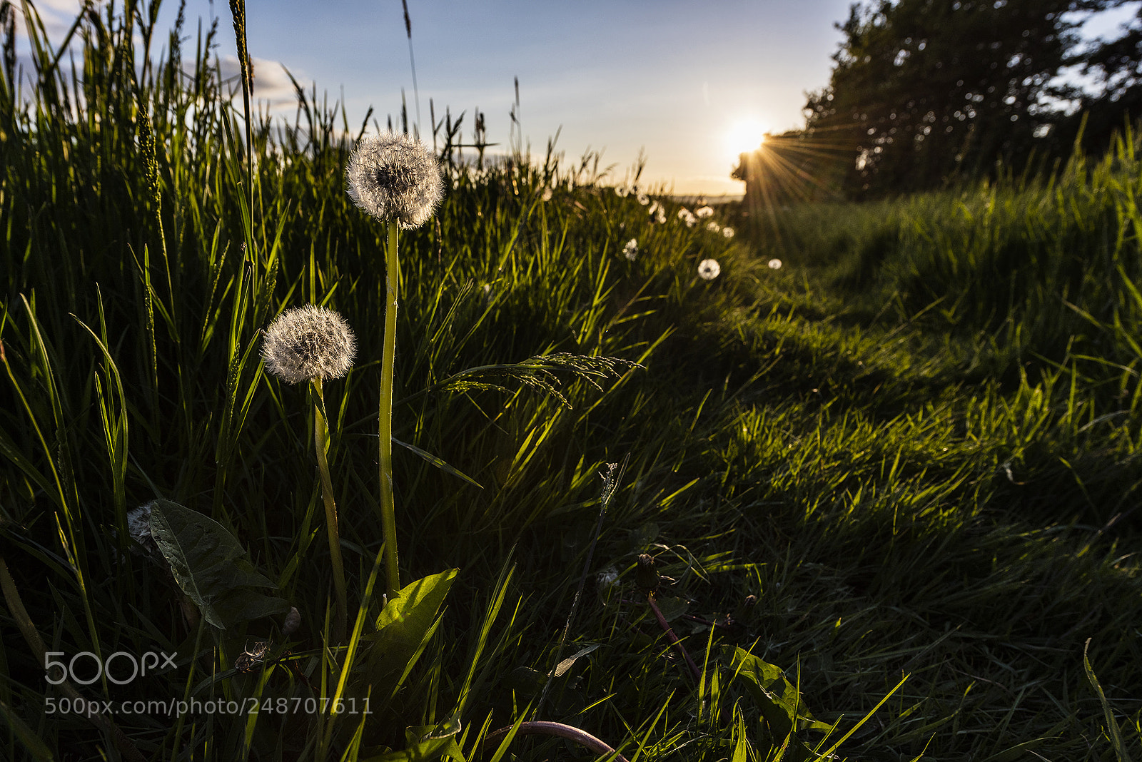 Nikon D810 sample photo. Dandylions photography