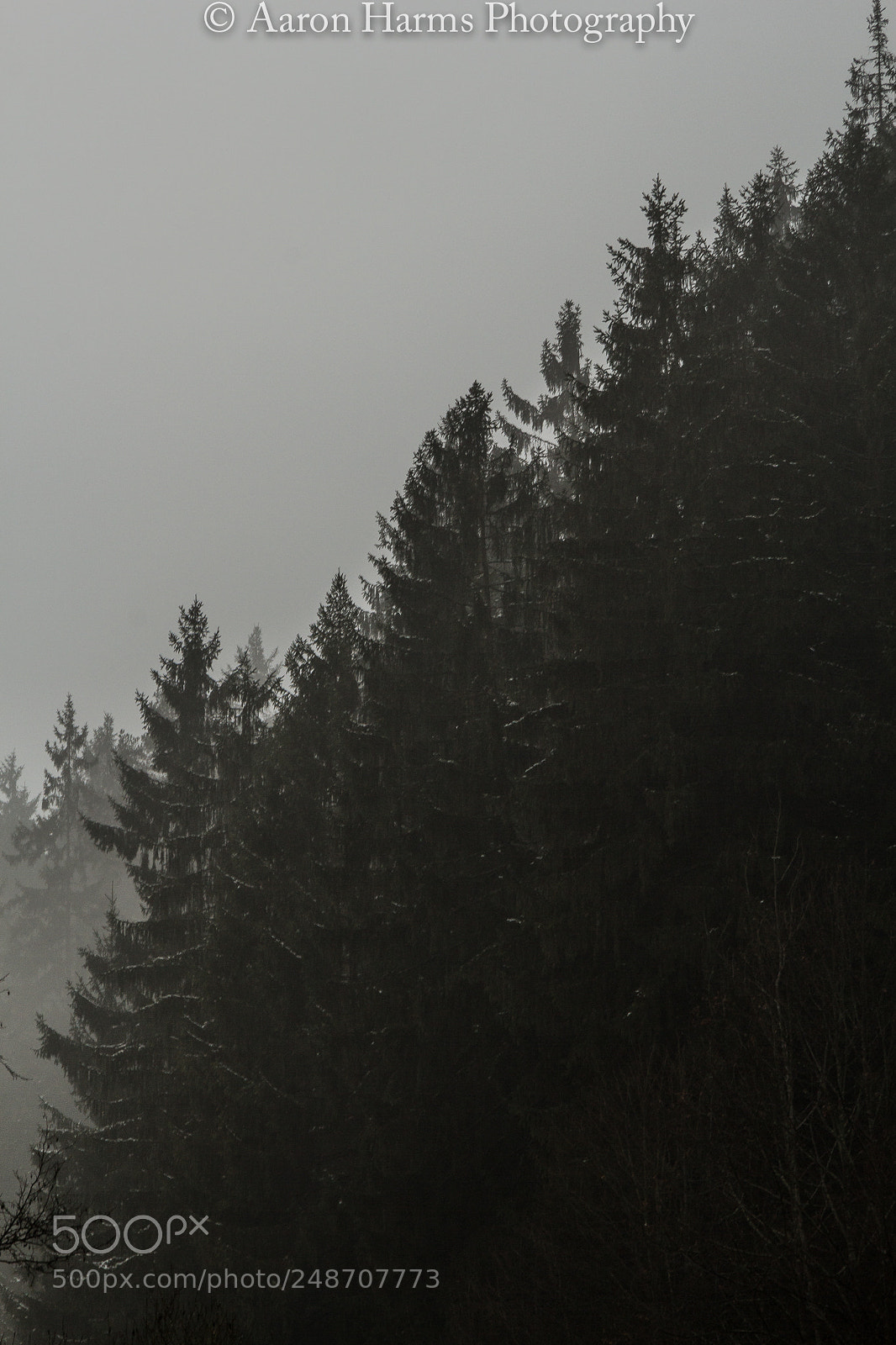 Canon EOS 60D sample photo. Foggy trees photography