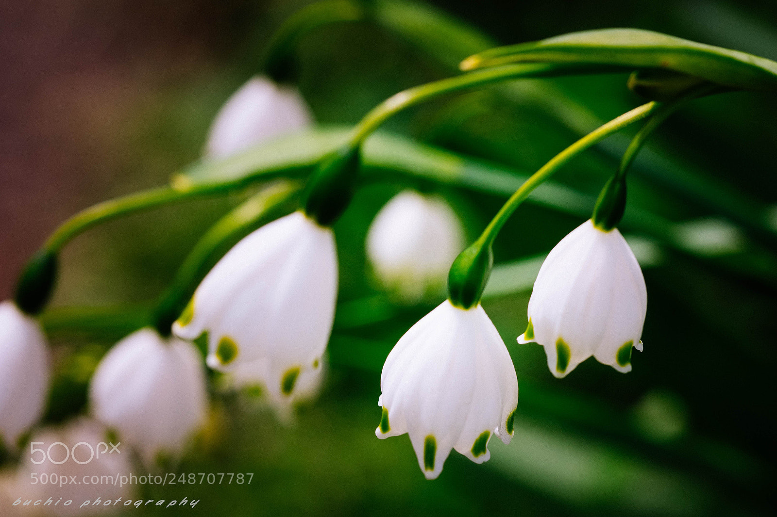 Olympus OM-D E-M1 sample photo. Leucojum aestivum photography