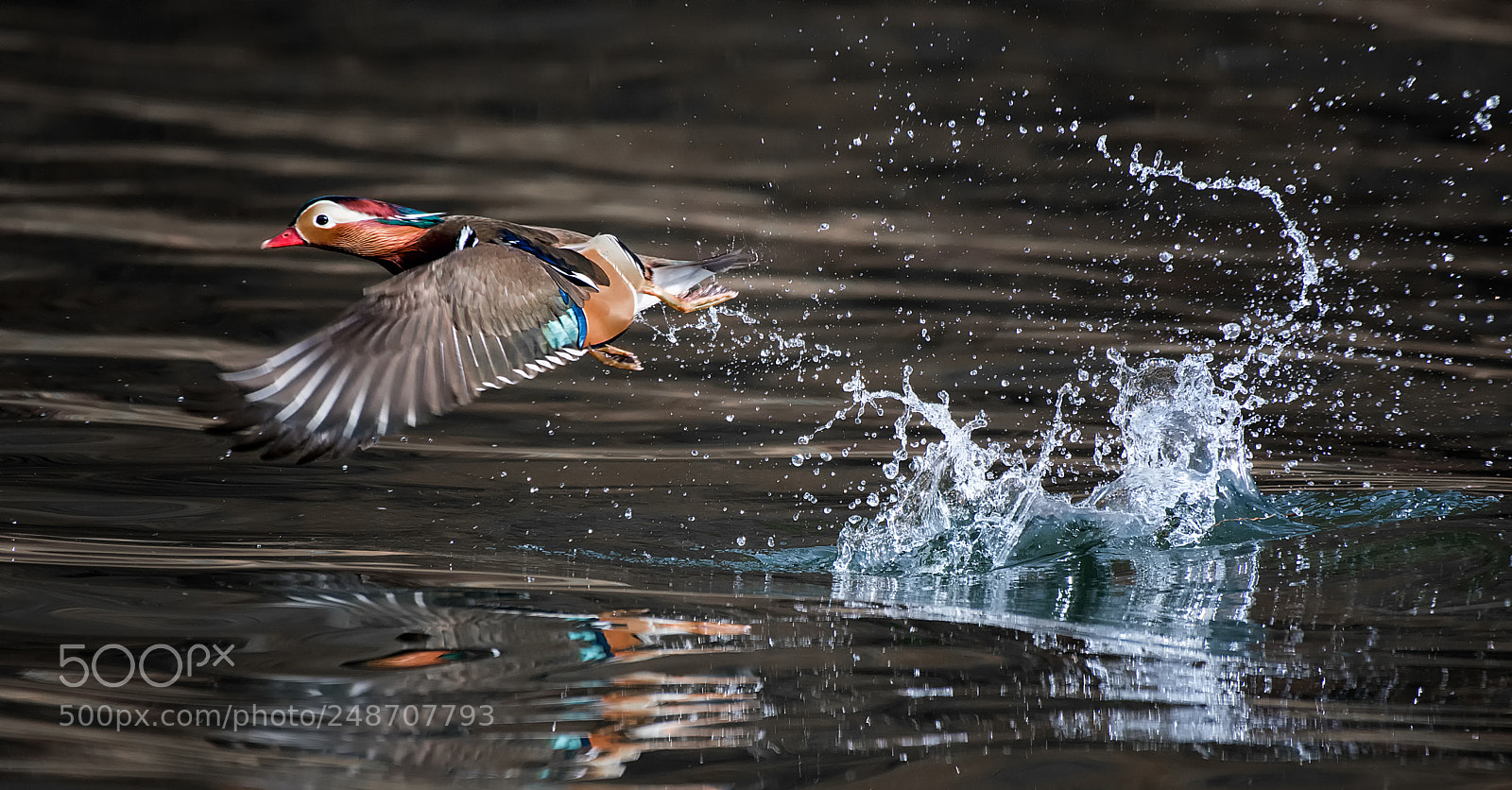 Nikon D500 sample photo. Speedy mandarin duck... photography