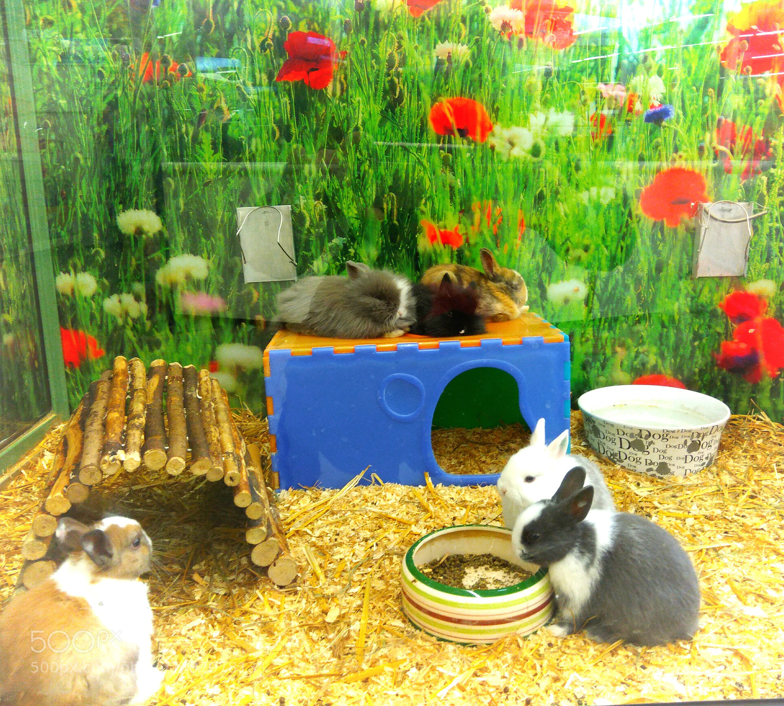 ASUS ZenFone 3 Max (ZC553KL) sample photo. Rabbits ? photography