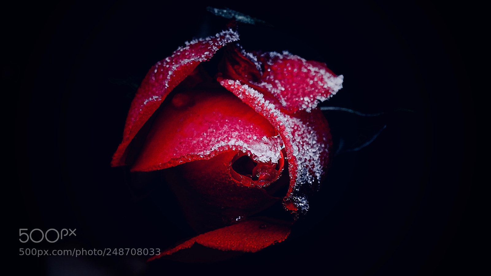 Sony Cyber-shot DSC-HX400V sample photo. Frozen beauty photography