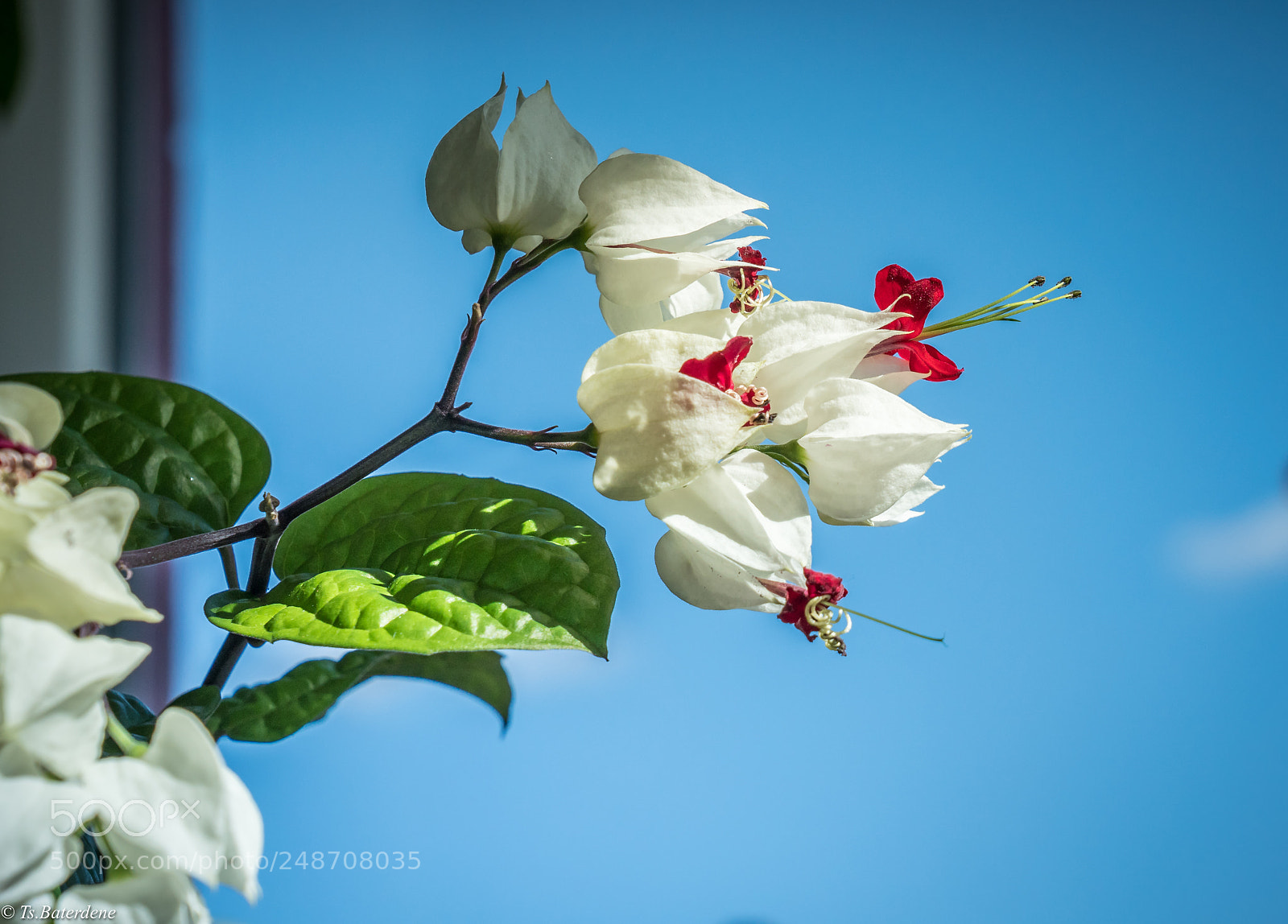 Sony a7R III sample photo. Flowers photography
