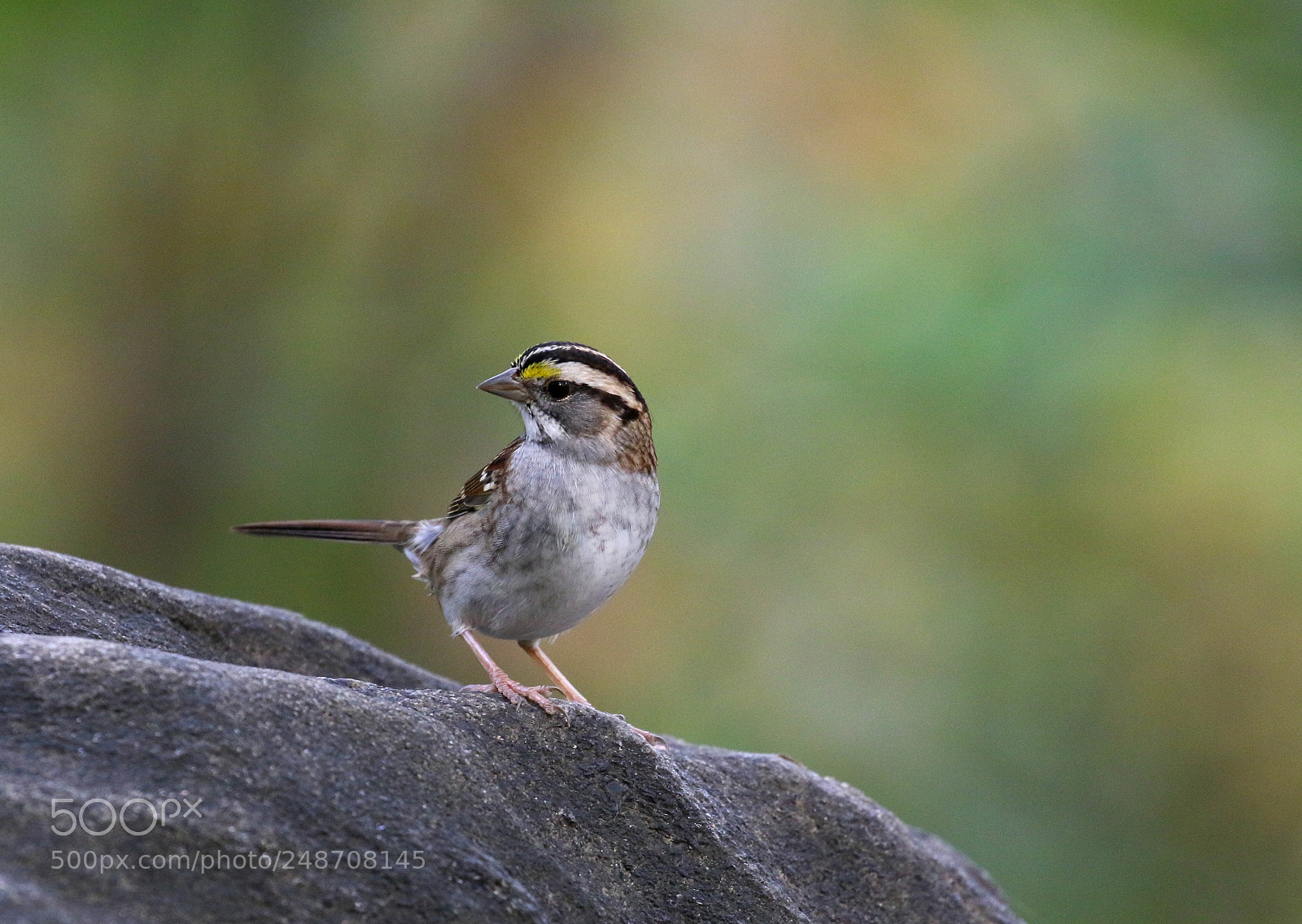 Canon EOS 7D Mark II sample photo. Sweet sentinel photography