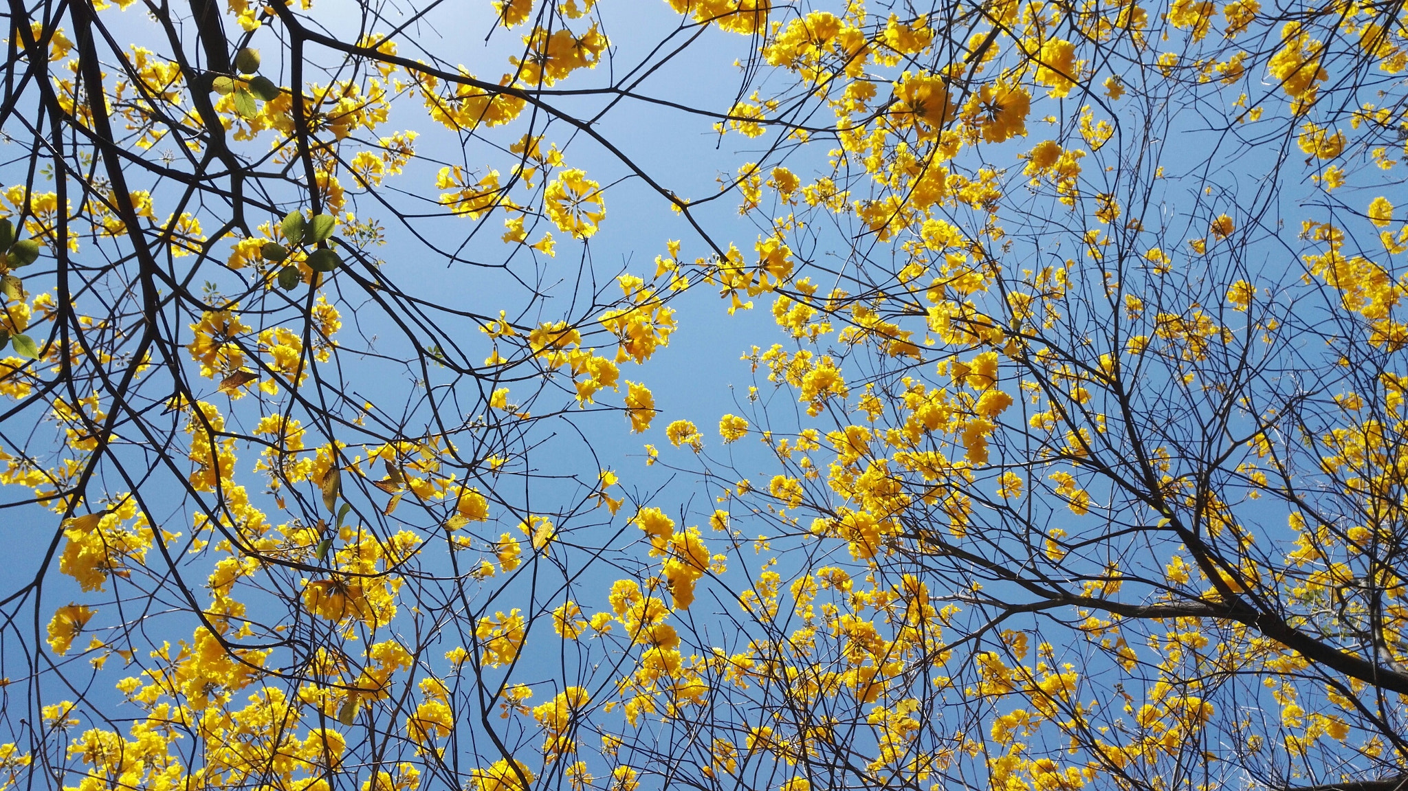 HUAWEI Honor 7 sample photo. Golden flowers photography