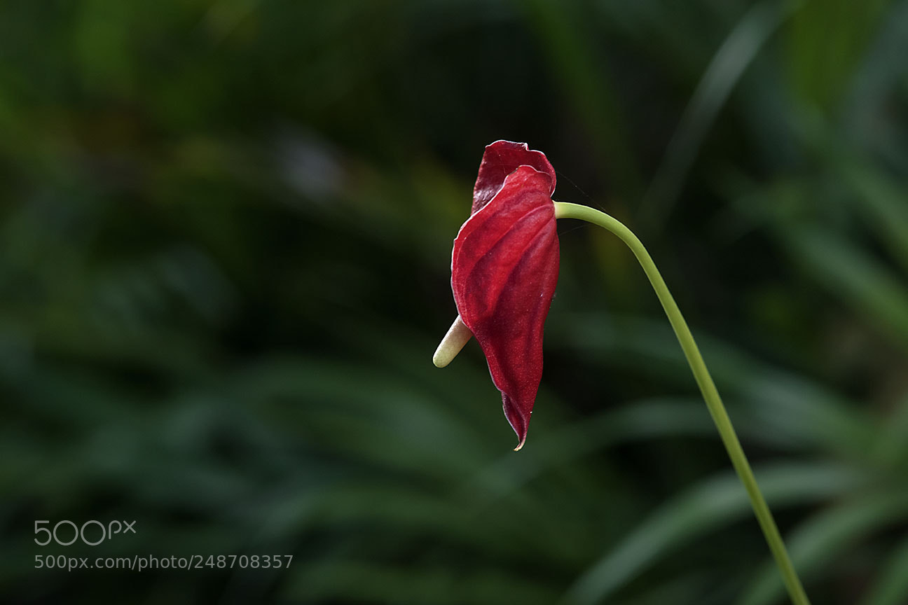 Nikon D810 sample photo. Red photography