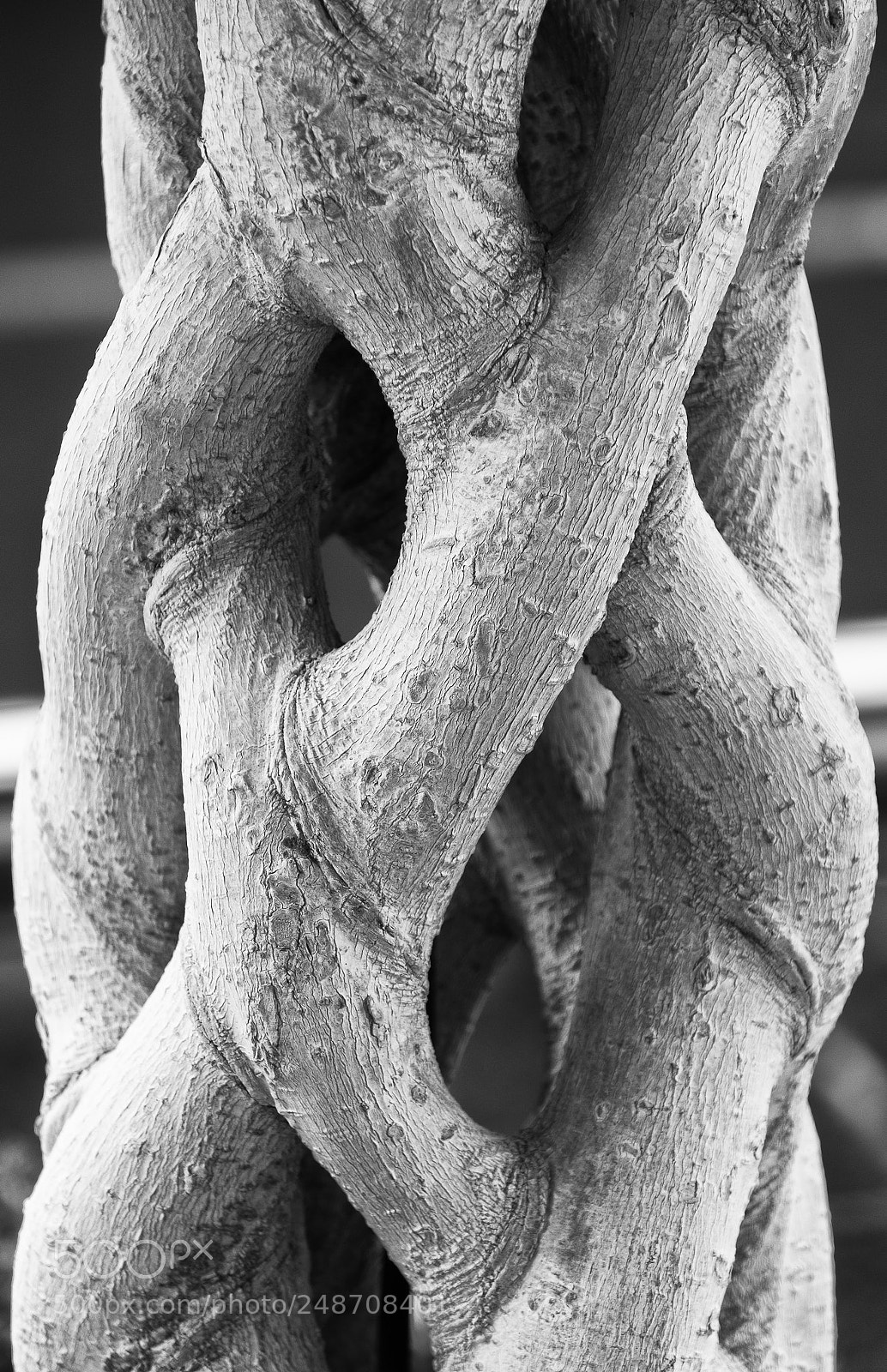 Fujifilm X-T2 sample photo. Tree trunk photography