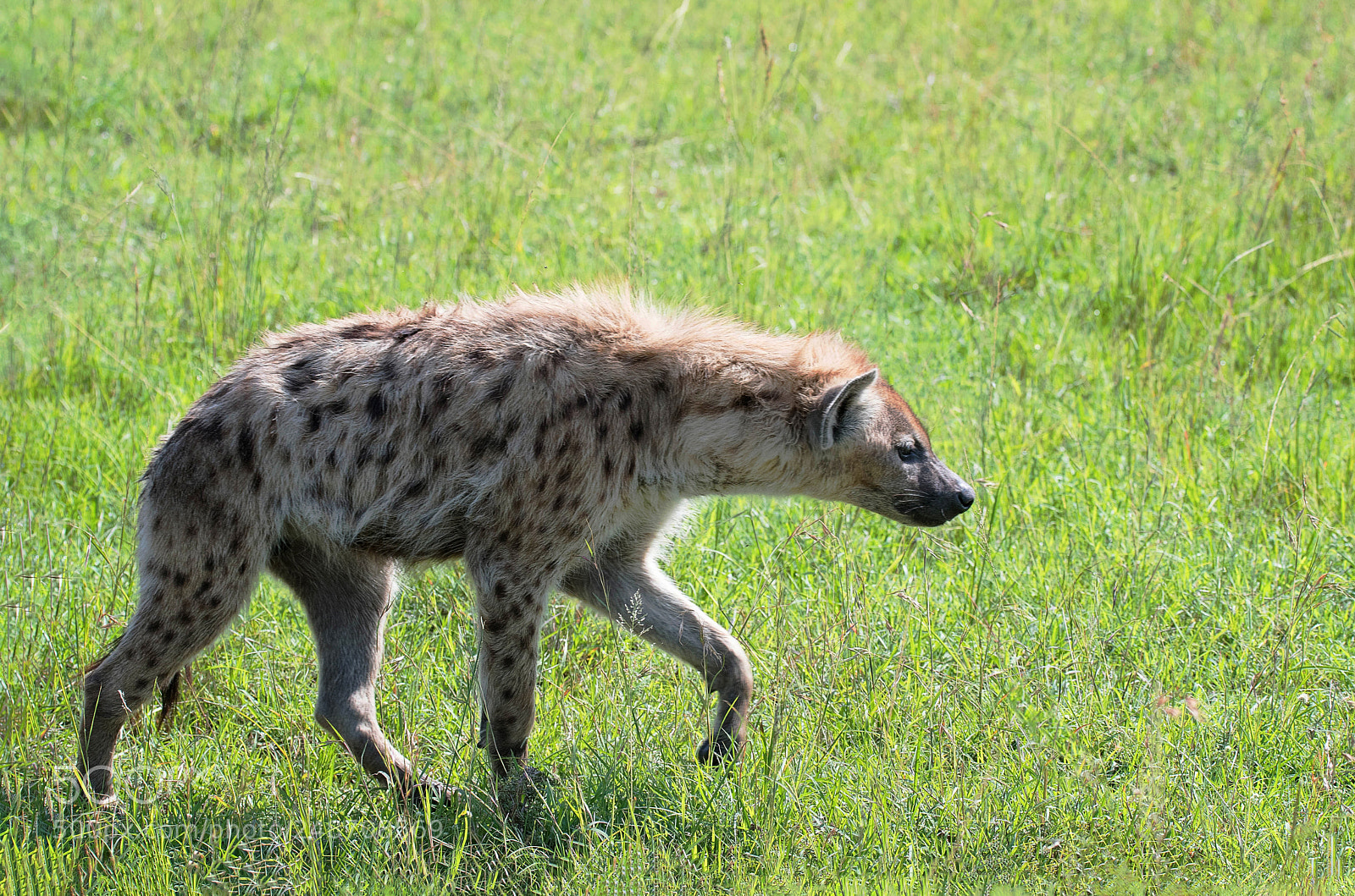 Nikon D500 sample photo. Spotted hyena photography