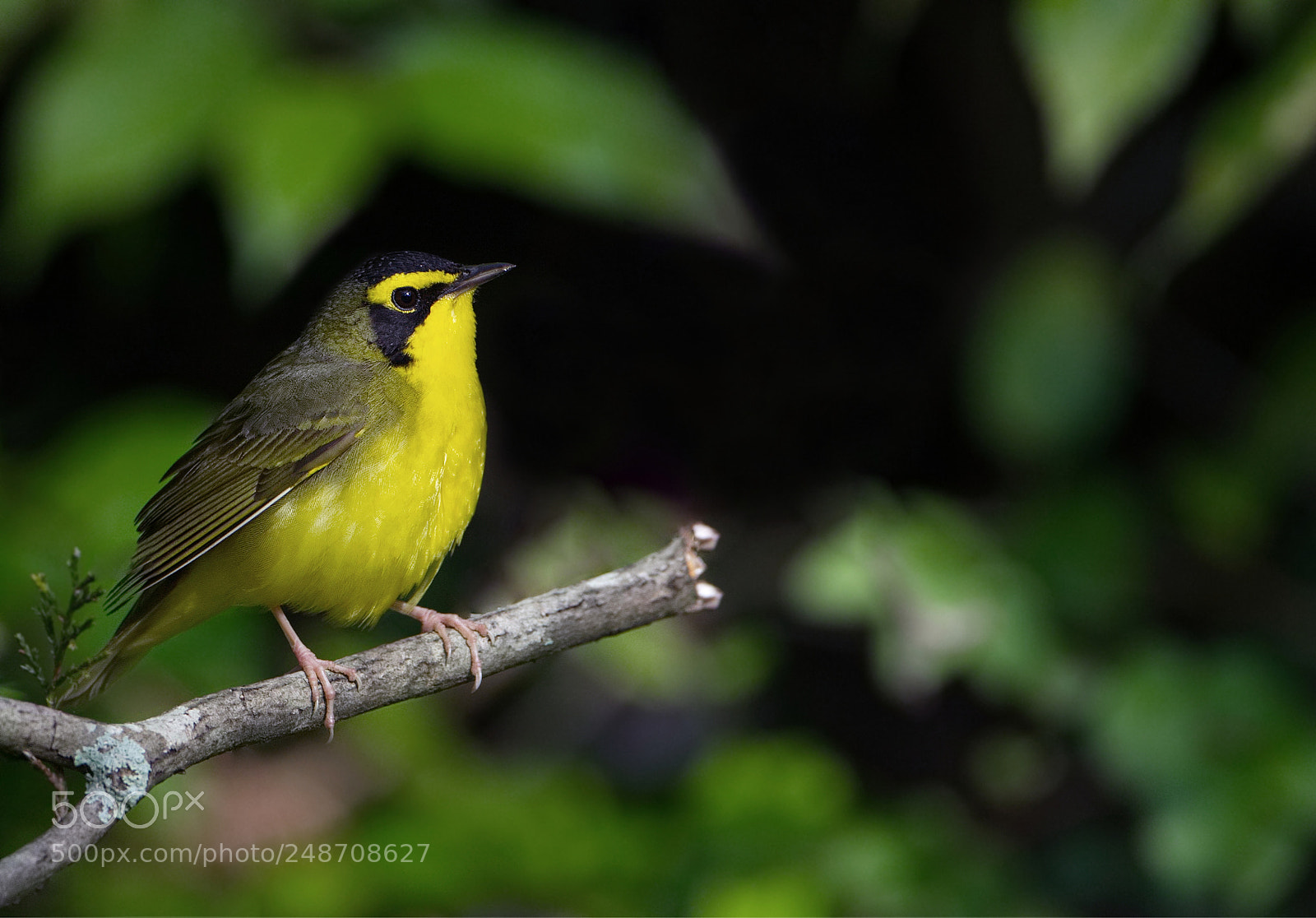 Canon EOS-1D X sample photo. Kentucky warbler photography