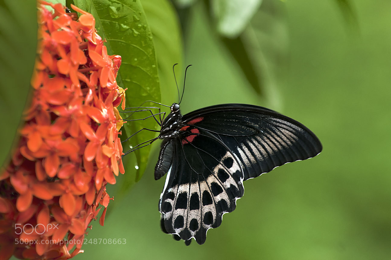 Nikon D80 sample photo. Butterfly photography