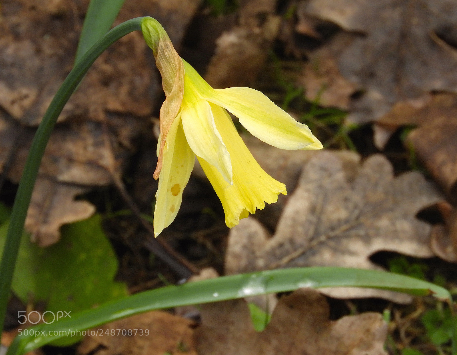 Nikon Coolpix B700 sample photo. Last daffodil photography