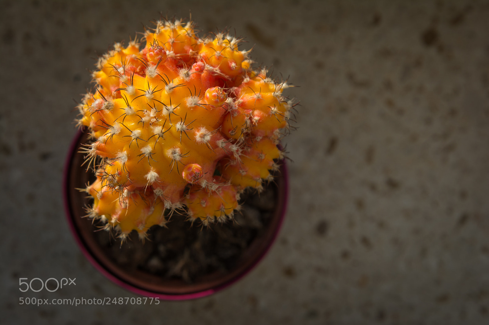 Nikon D7100 sample photo. Orange cactus photography