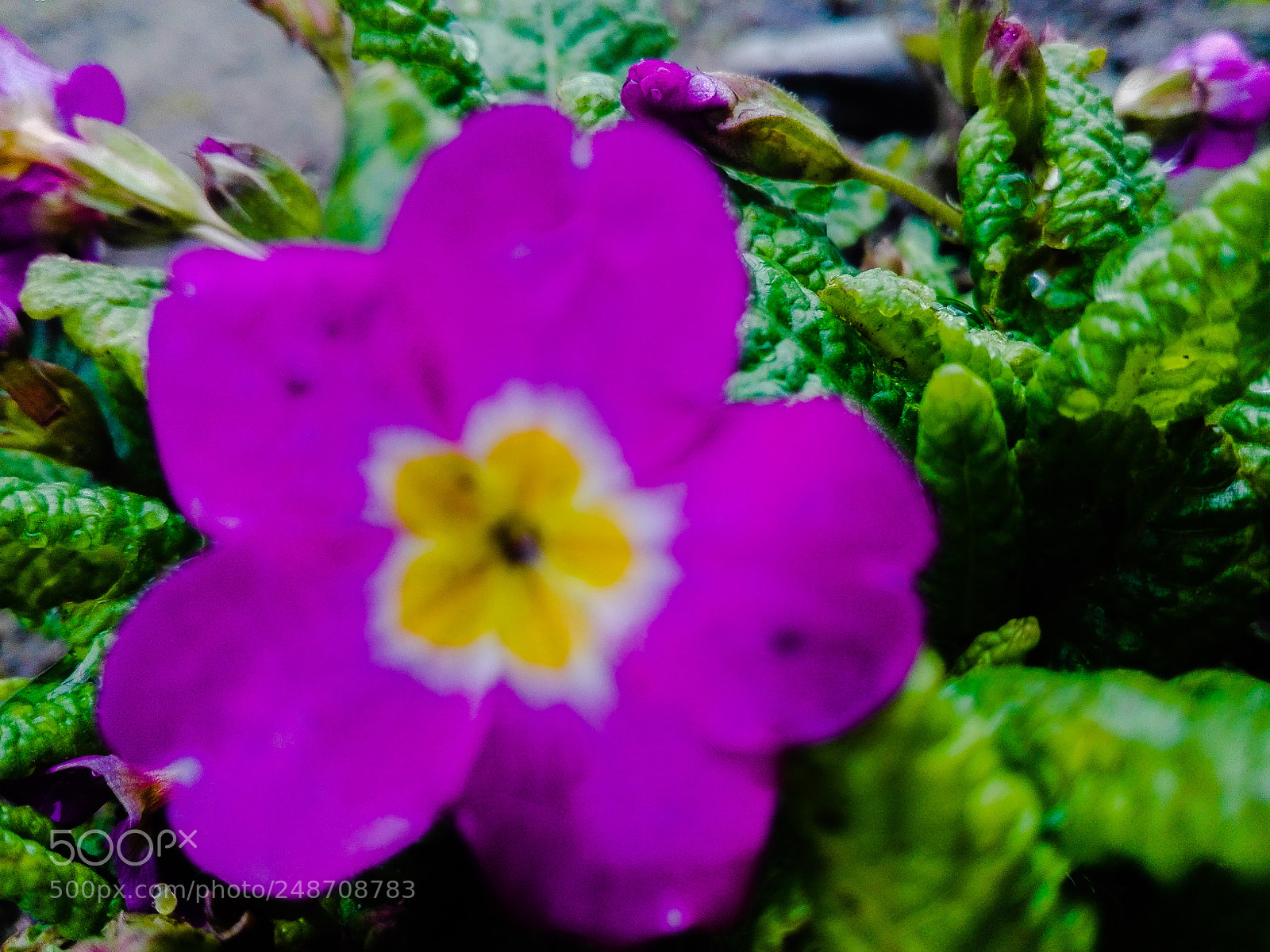 HUAWEI P8 Lite sample photo. Spring time photography