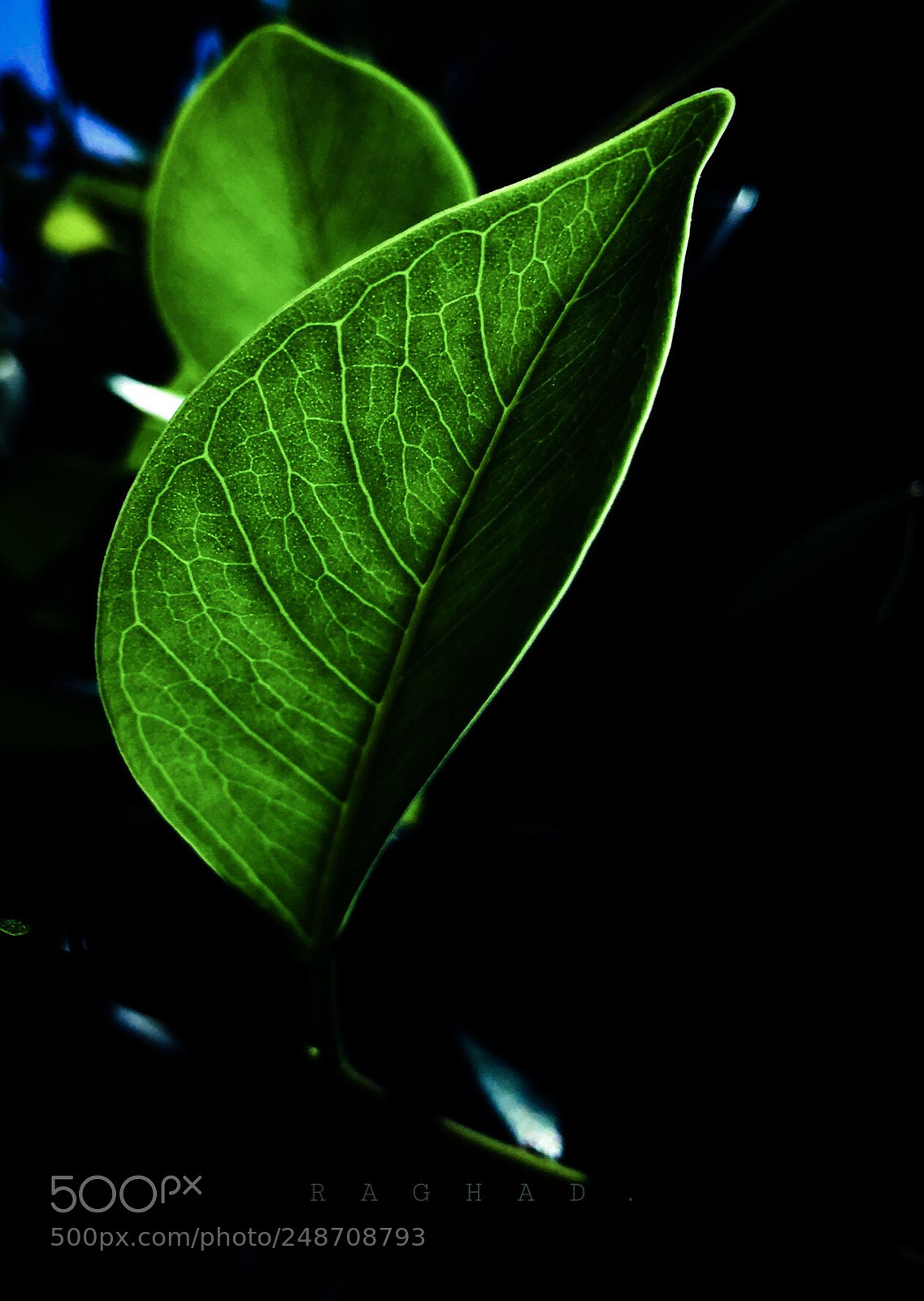 Apple iPhone 6s Plus sample photo. Spring photography