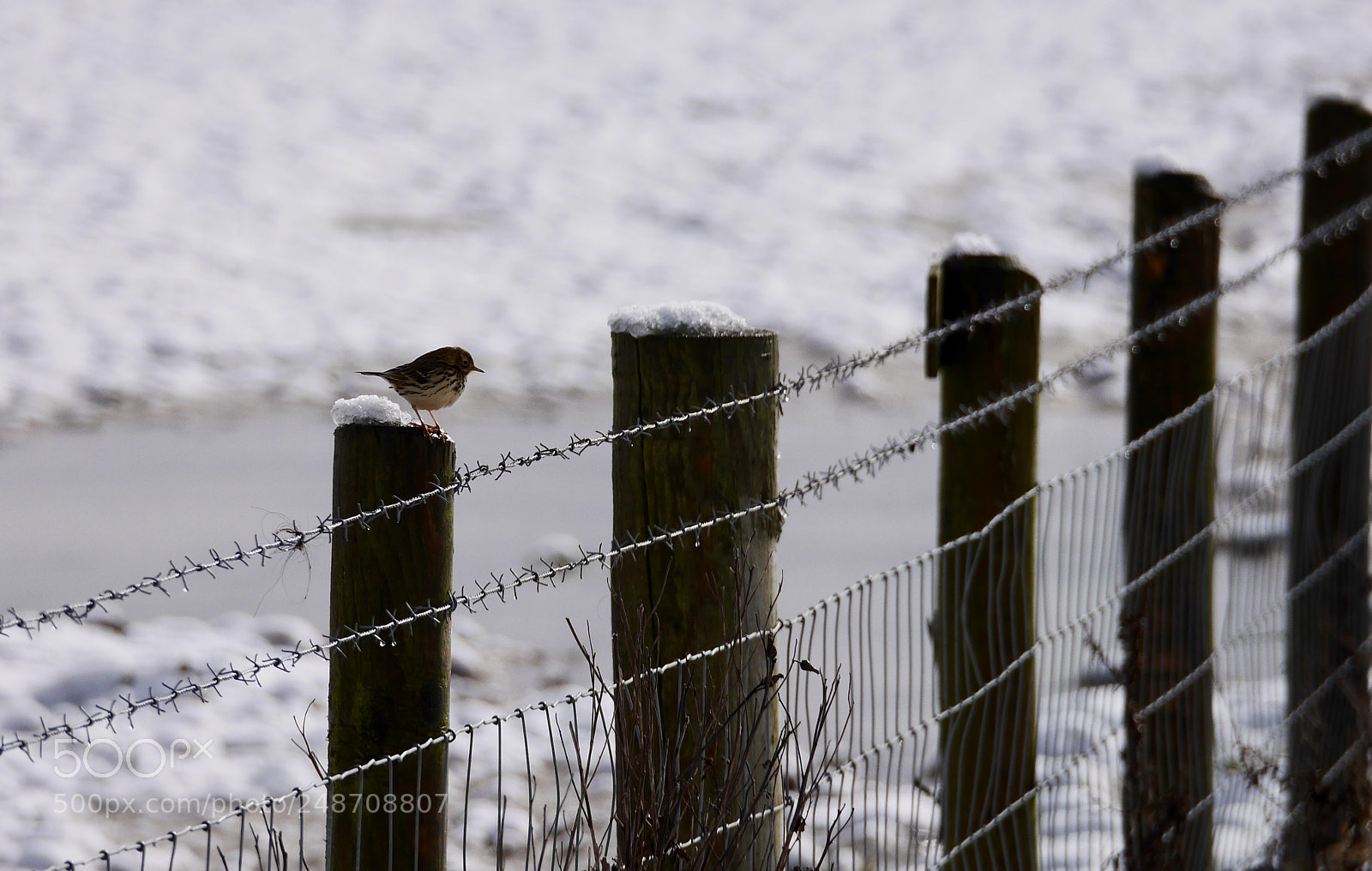 Panasonic Lumix DMC-GX7 sample photo. This little bird. photography