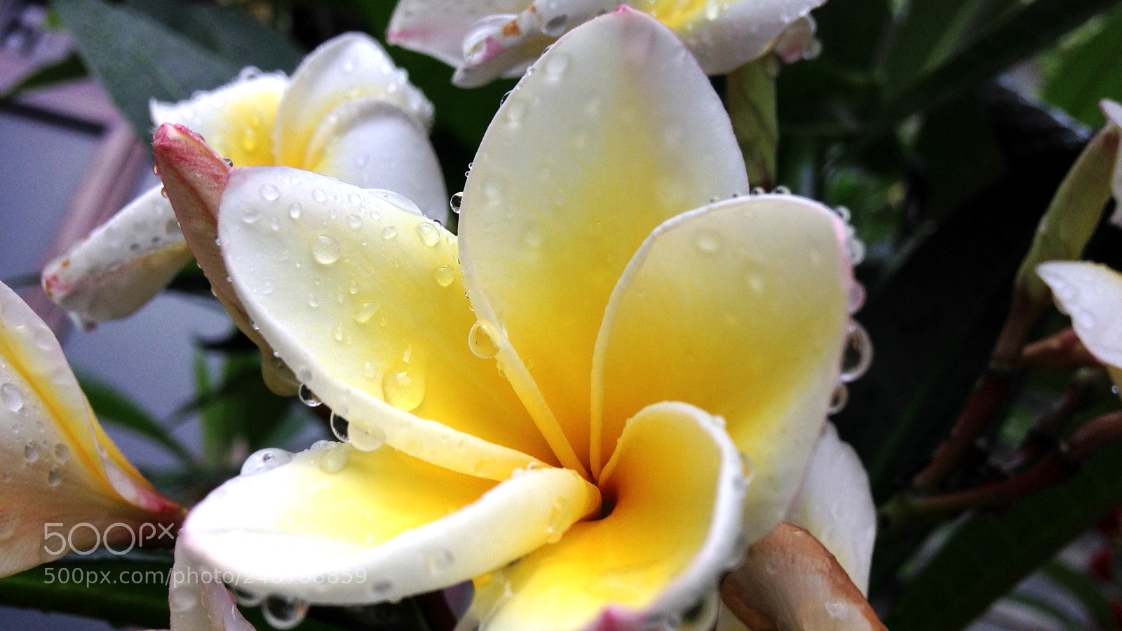 Apple iPhone 5c sample photo. Untitled photography