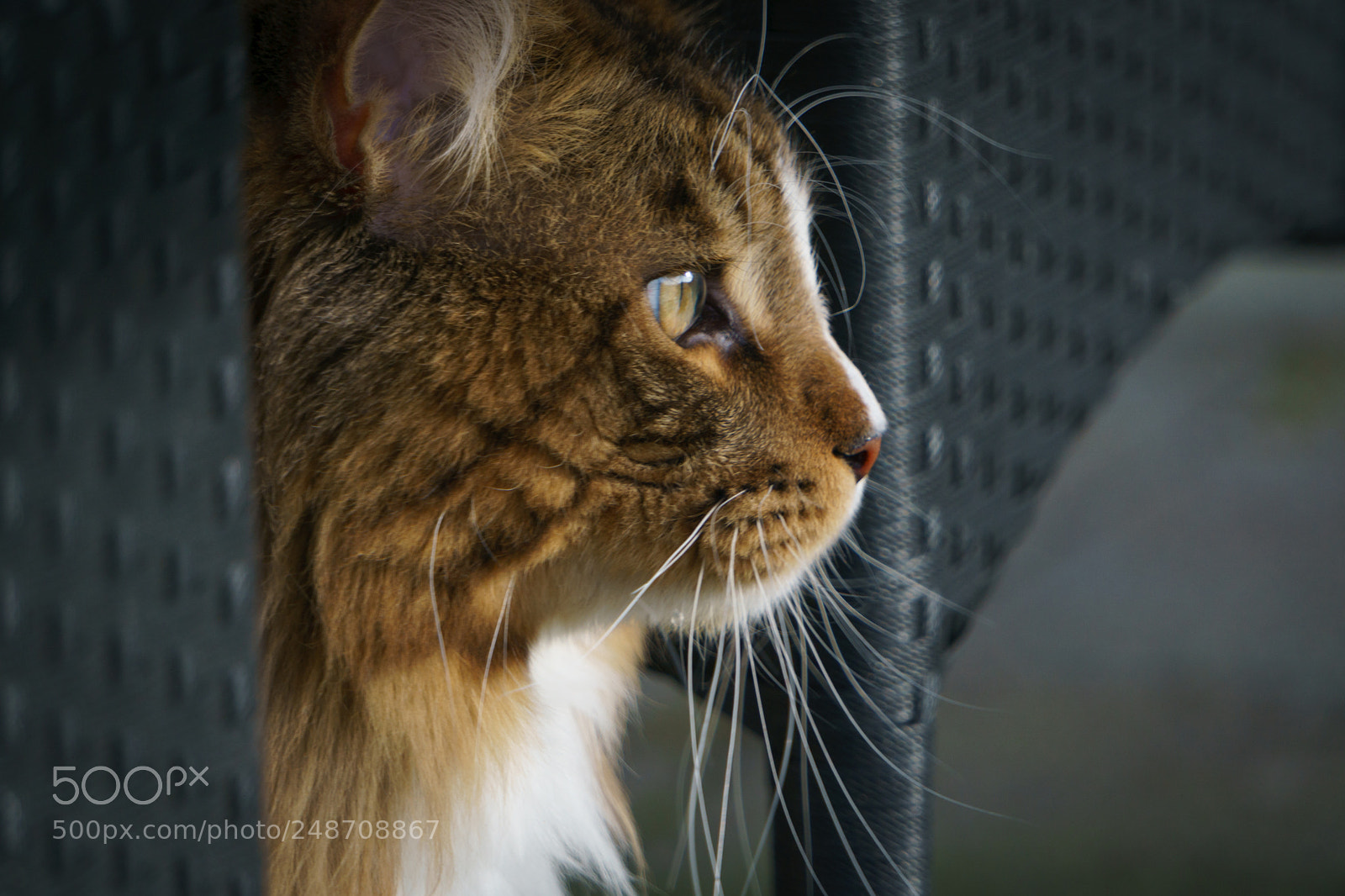 Sony a6000 sample photo. Cat portrait photography