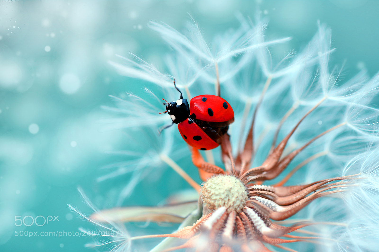 Nikon D7100 sample photo. Dream photography