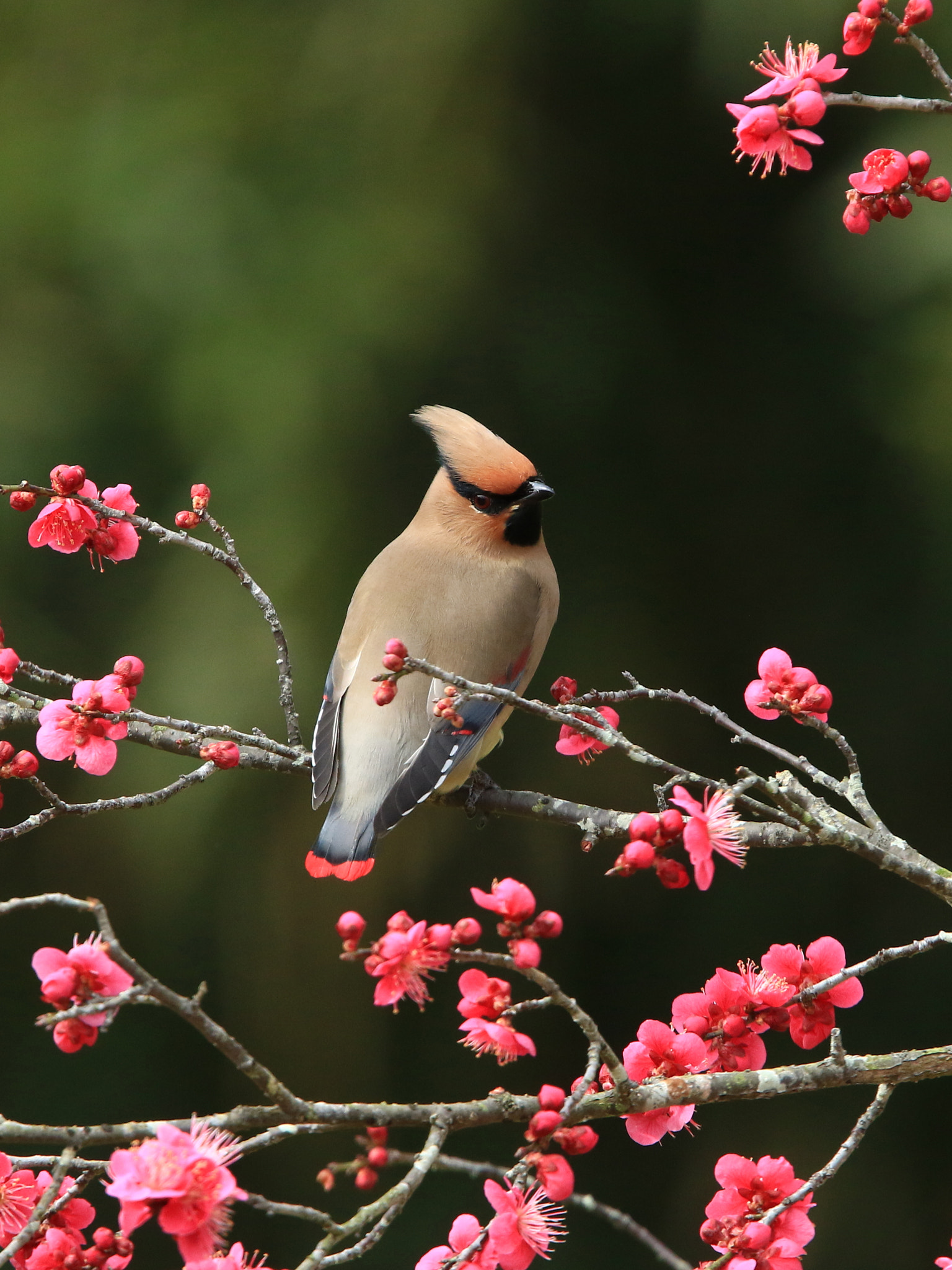 Canon EOS 7D Mark II + Canon EF 400mm F2.8L IS USM sample photo. Japanese waxwing  ヒレンジャク photography