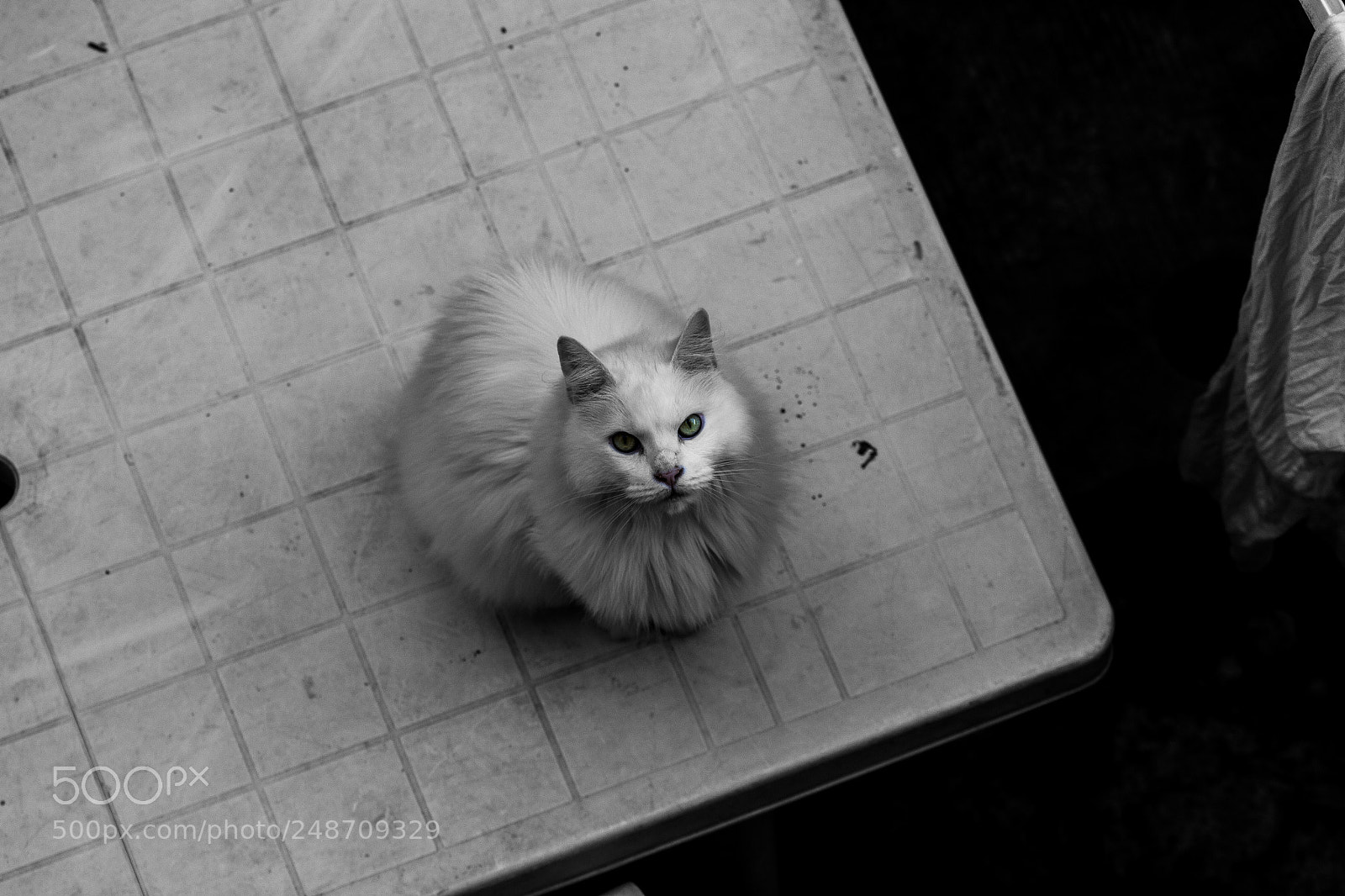 Canon EOS 700D (EOS Rebel T5i / EOS Kiss X7i) sample photo. Black and white cat photography