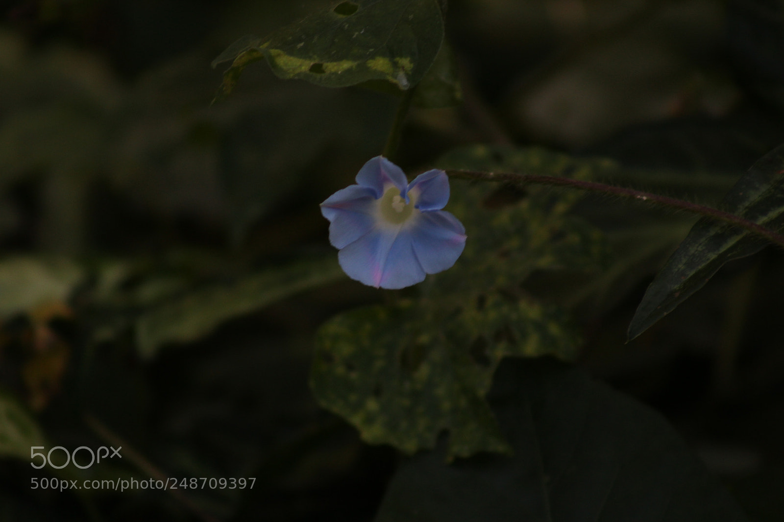 Canon EF 75-300mm f/4-5.6 sample photo. Flor roxa photography