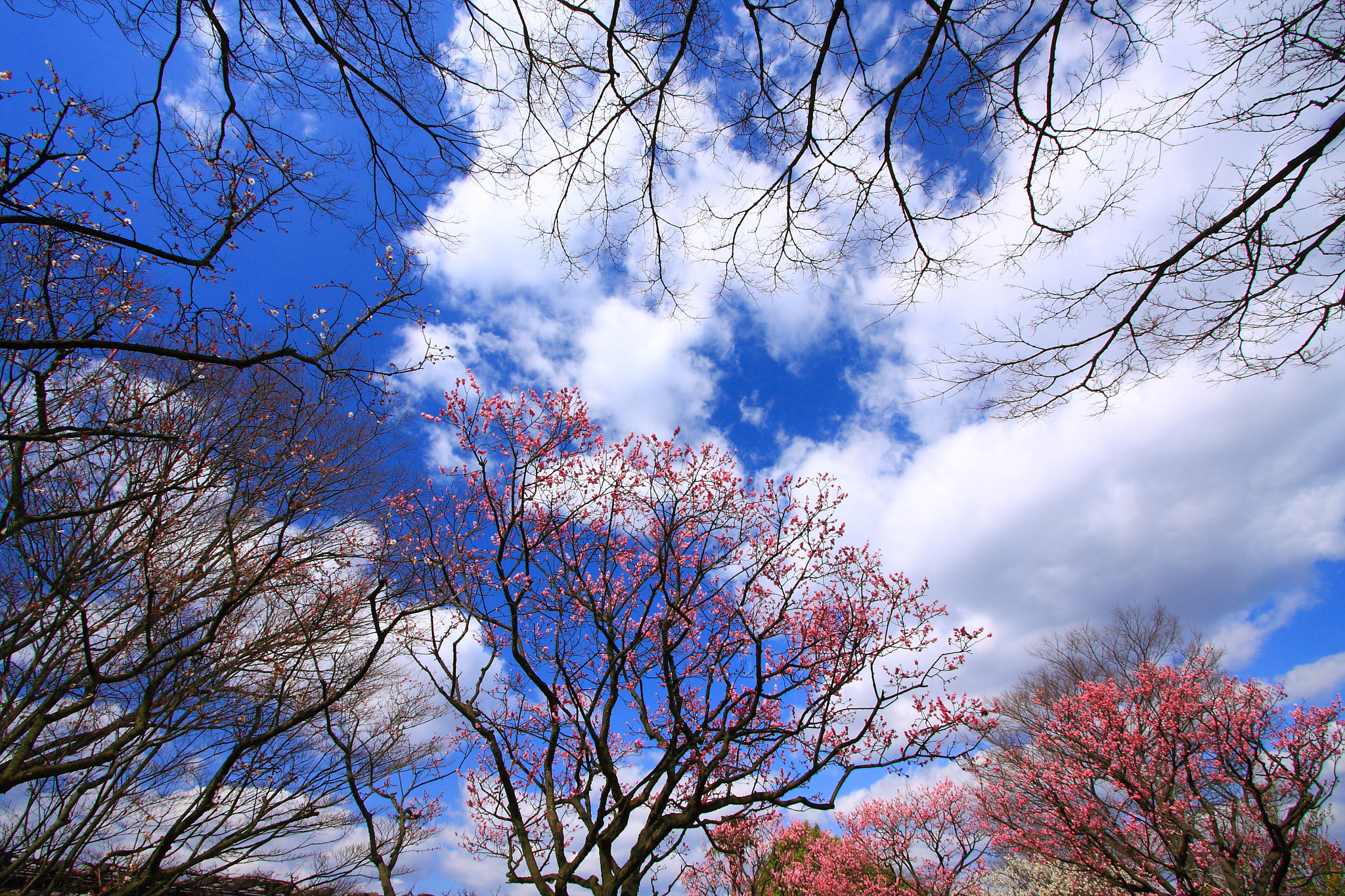 Canon EOS 40D sample photo. Img photography