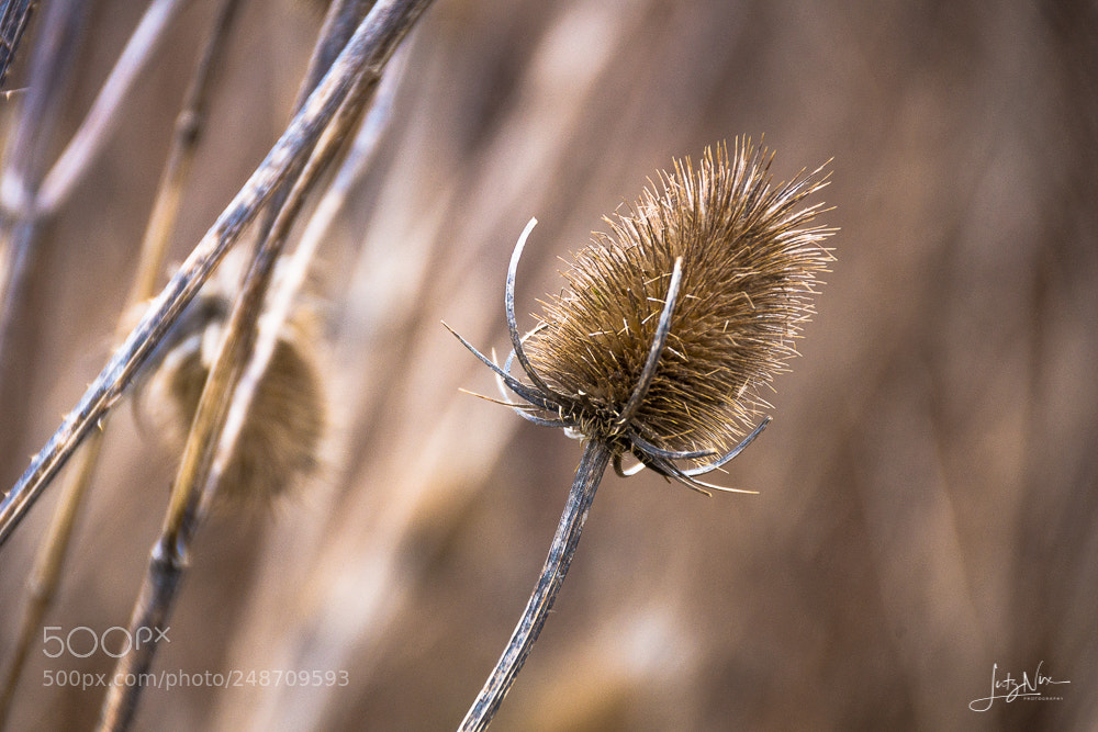 Sony SLT-A65 (SLT-A65V) sample photo. Wild teasel photography