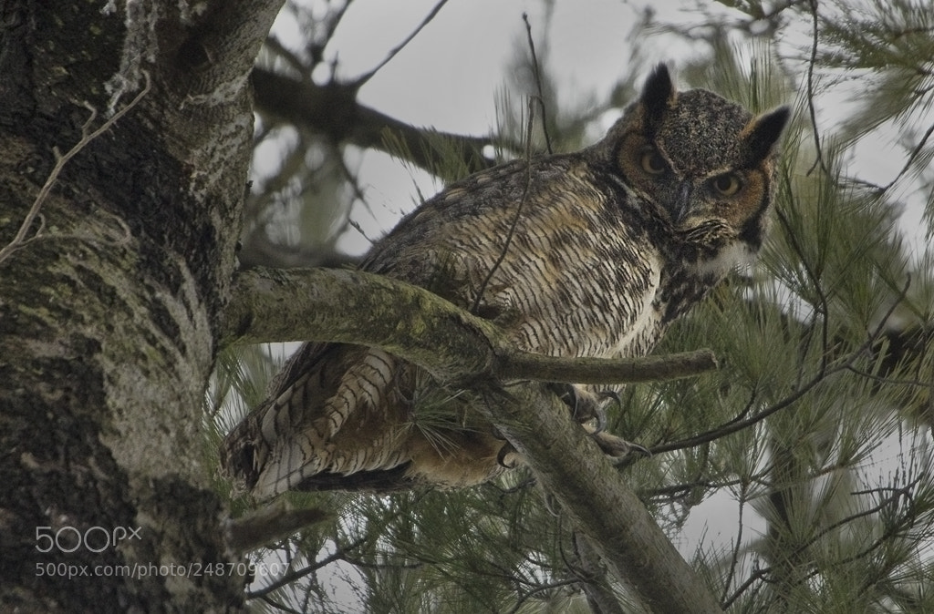 Canon EOS 7D Mark II sample photo. Great horned owl, connecticut, 2018 photography