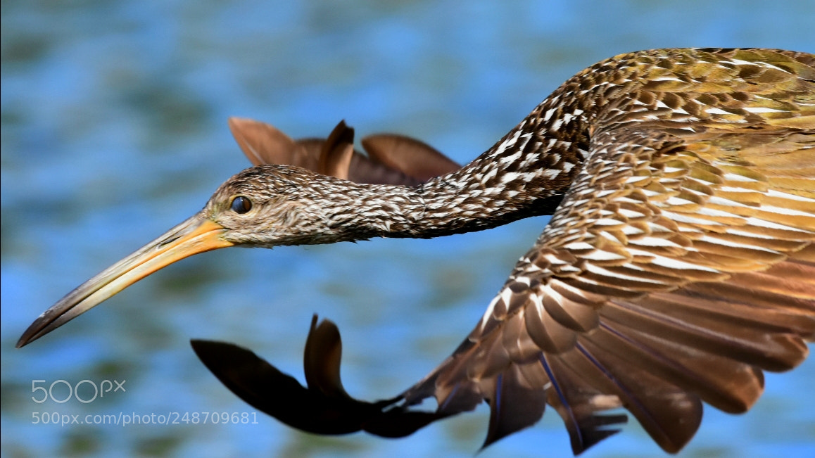 Nikon D7200 sample photo. Limpkin 3 - close photography